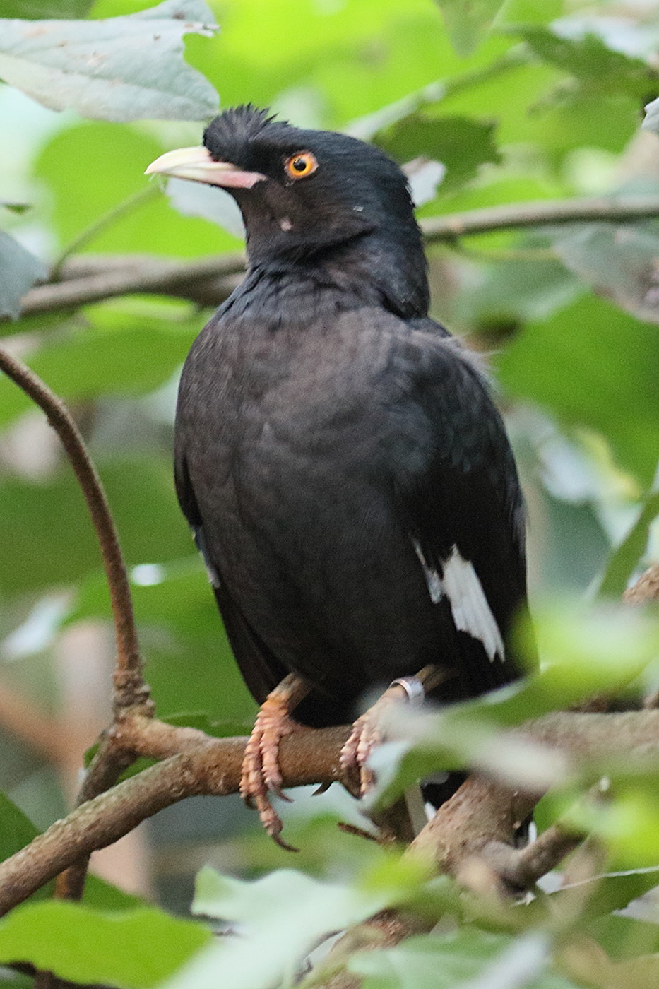 acridotheres_fuscus2bd