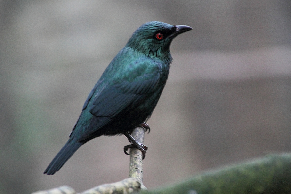 aplonis_panayensis1md