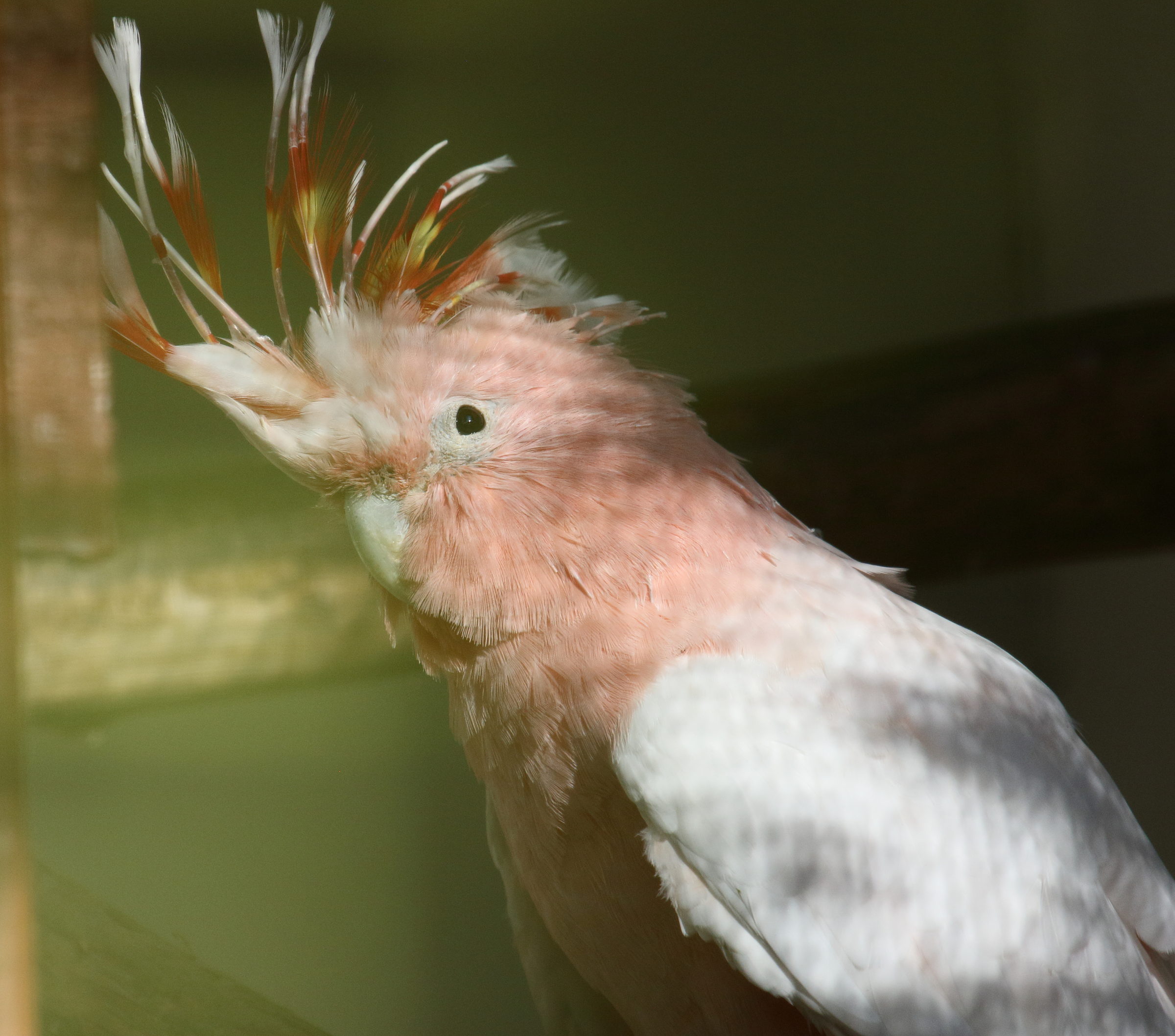 cacatua_leadbeateri1bd
