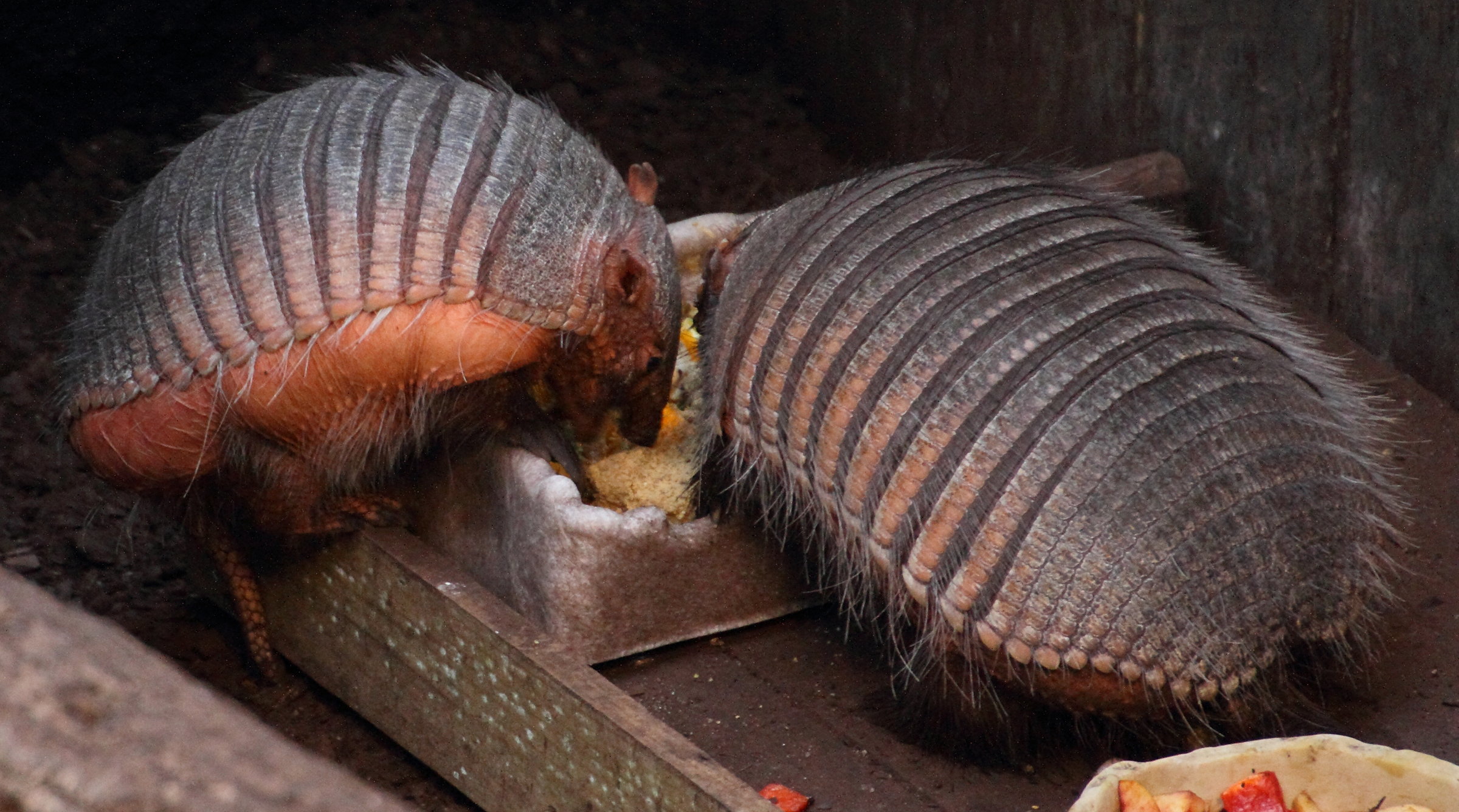 chaetophractus_villosus1md