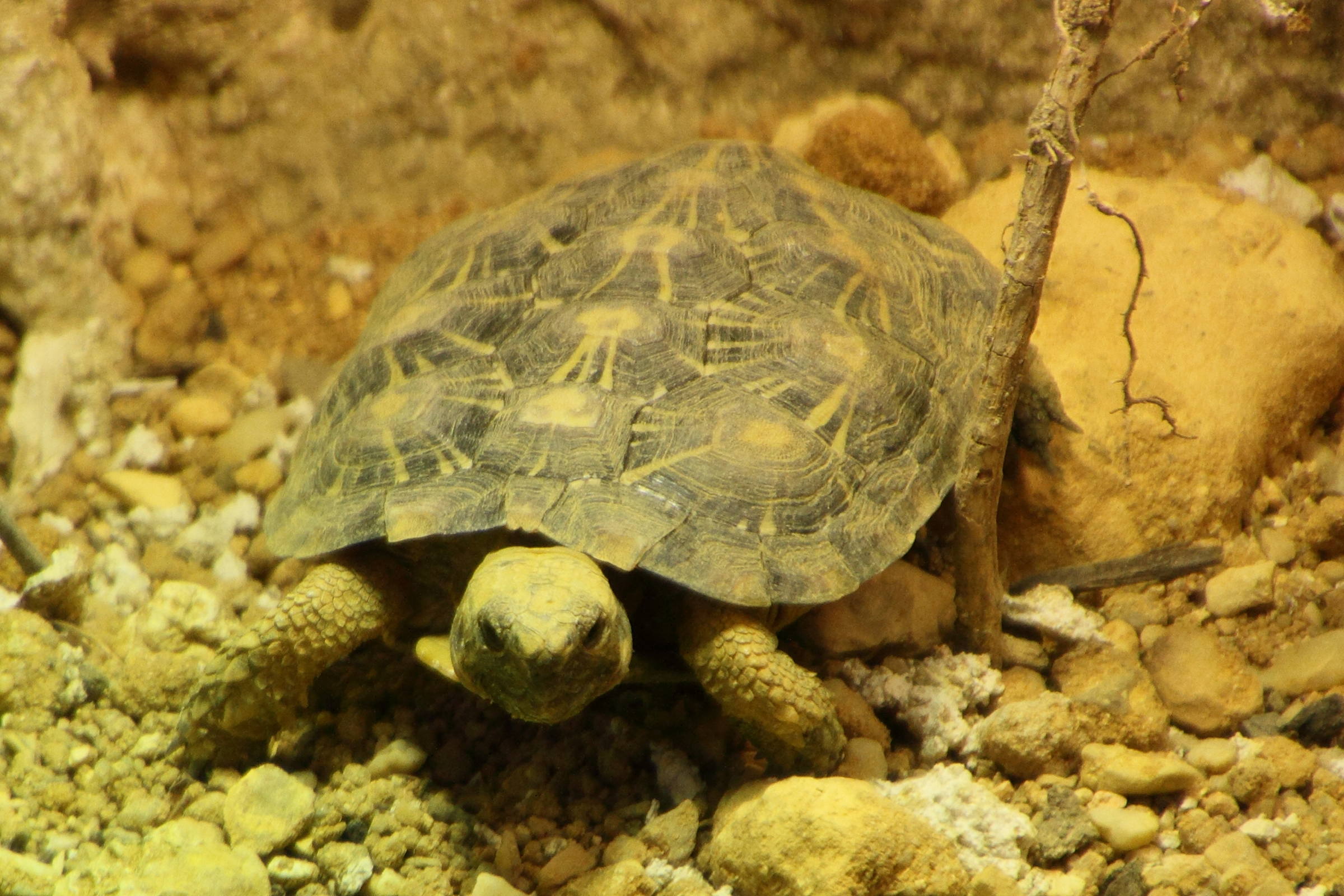 Afficher le média malacochersus_tornieri3md malacochersus_tornieri3md