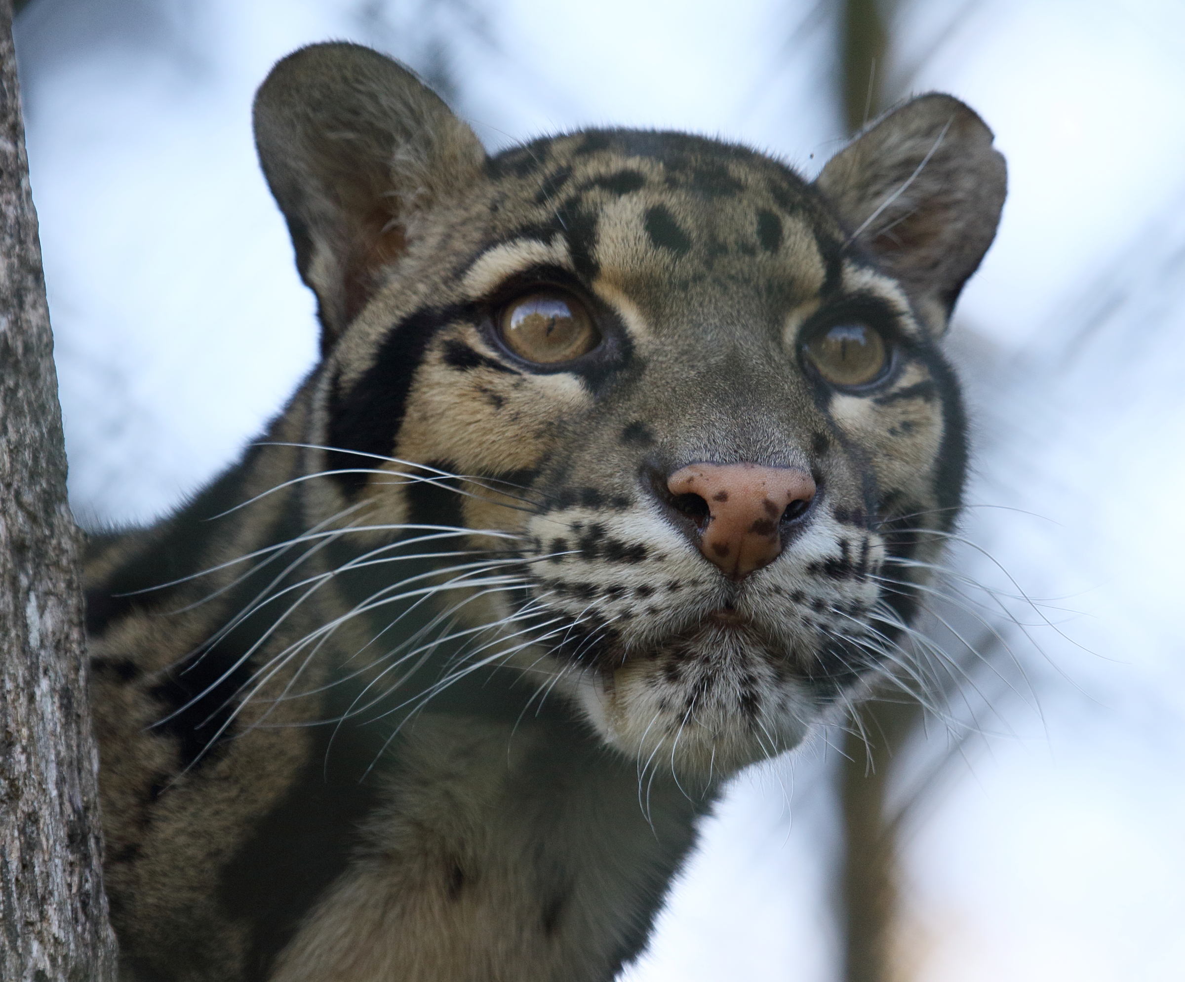 Afficher le média neofelis_nebulosa1bd neofelis_nebulosa1bd