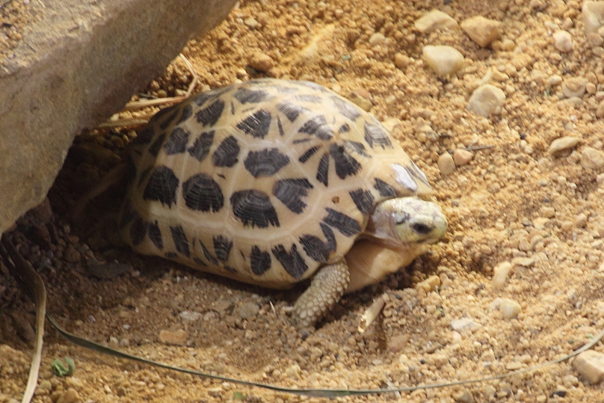 pyxis_arachnoides1md