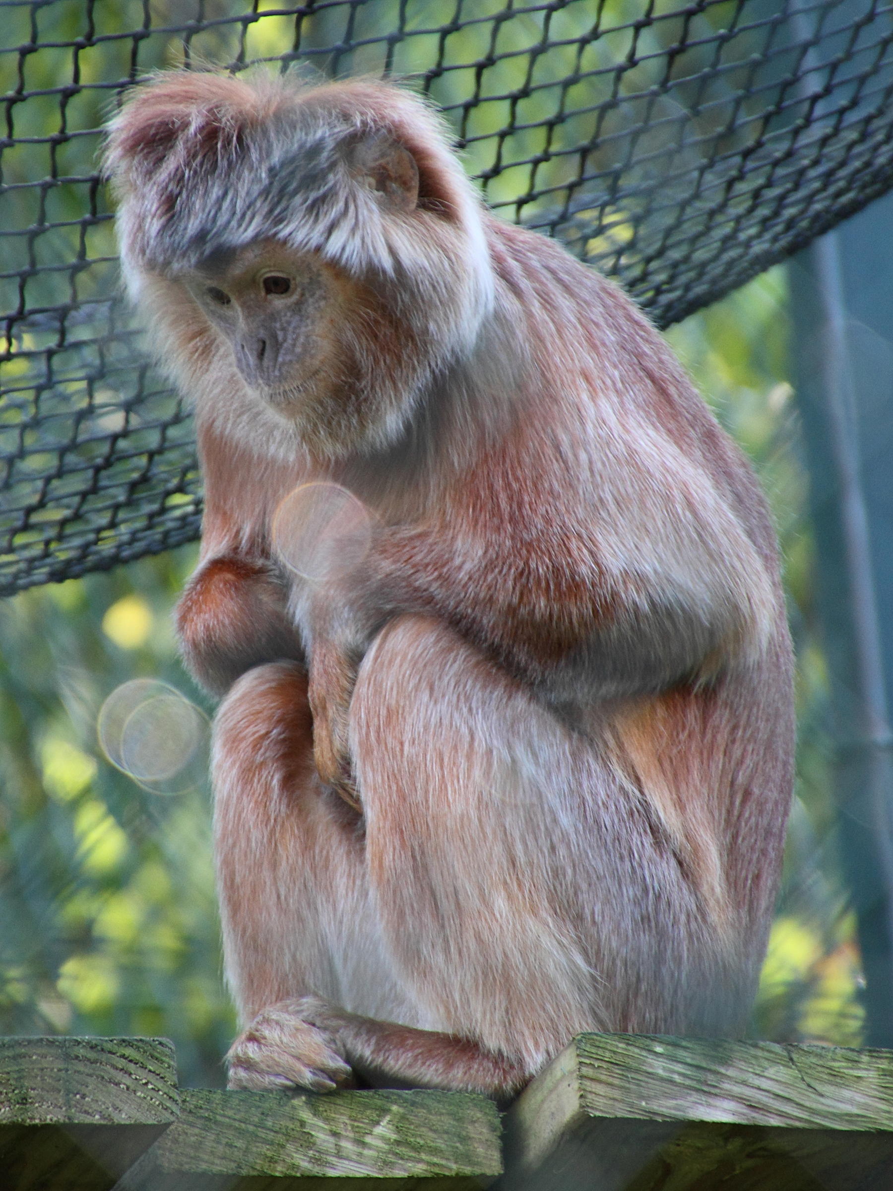 trachypithecus_auratus1md