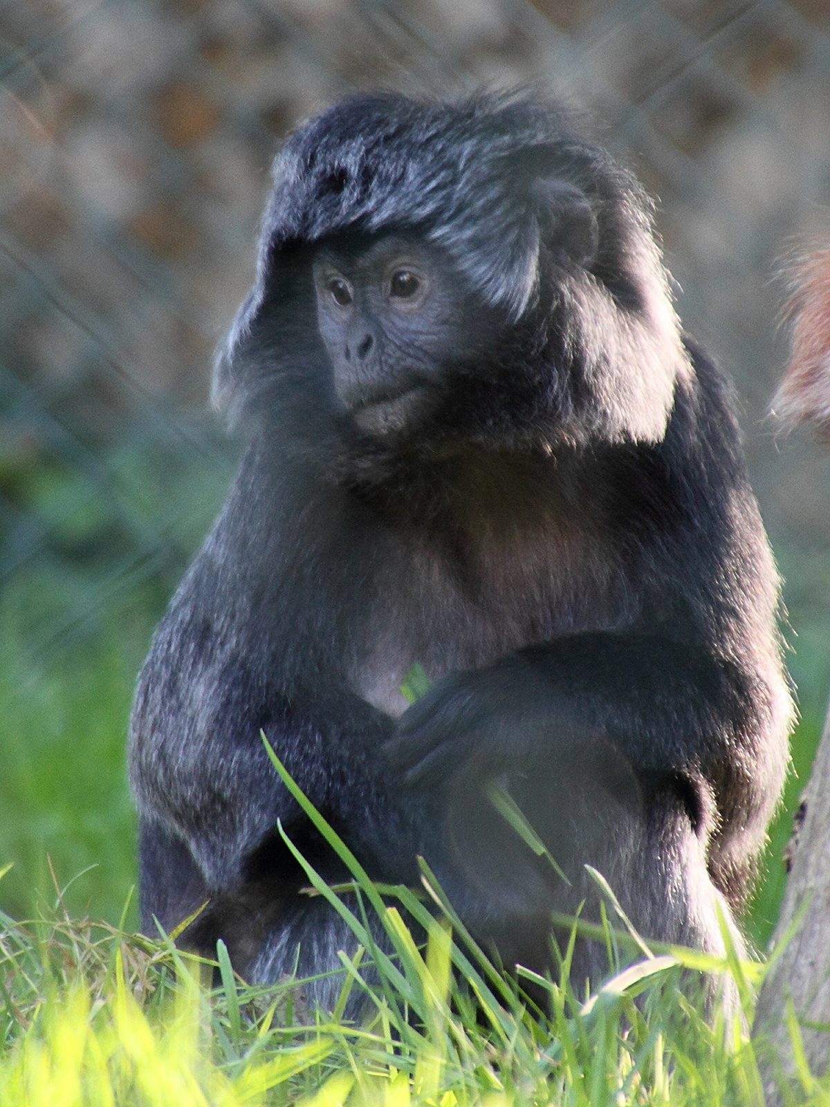 trachypithecus_auratus2md