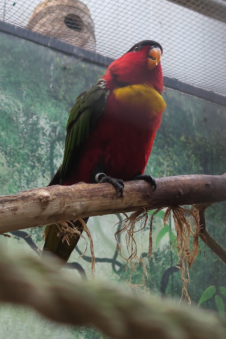 lorius_chlorocercus1md