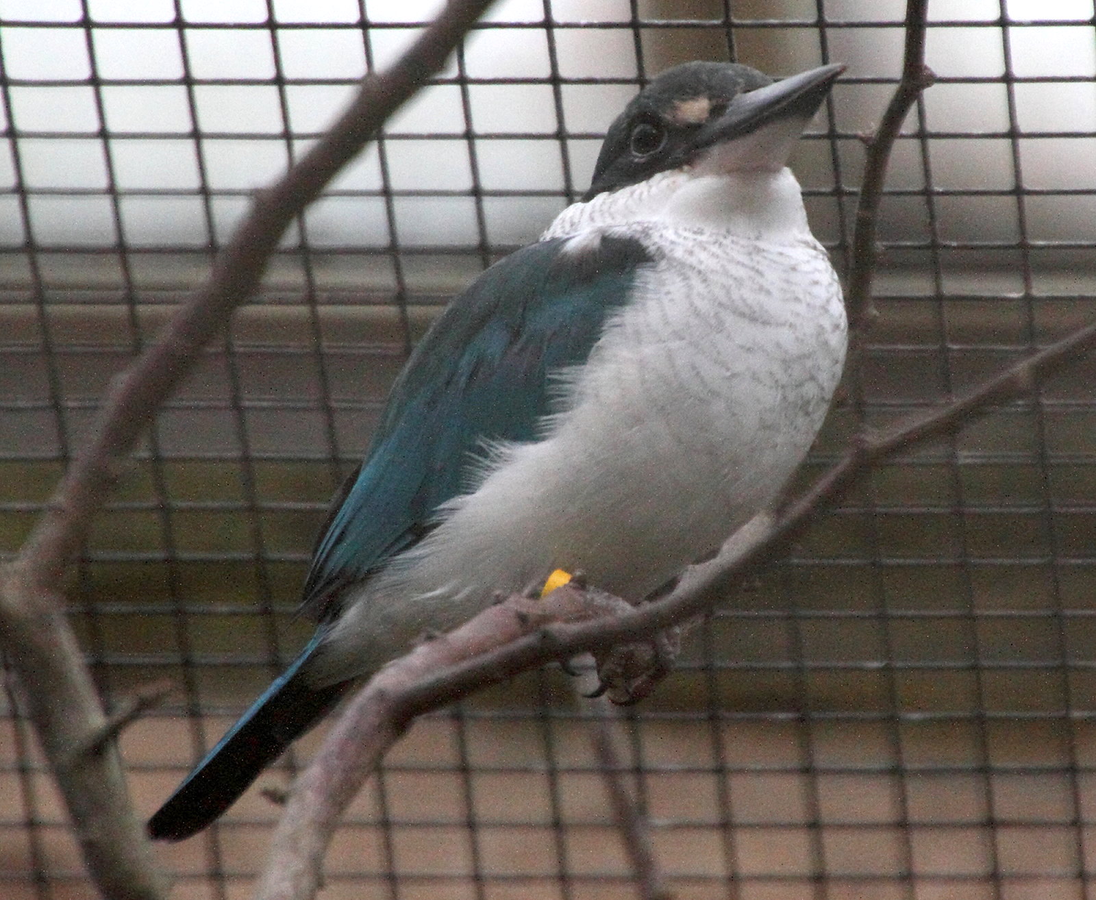 todiramphus_chloris1md