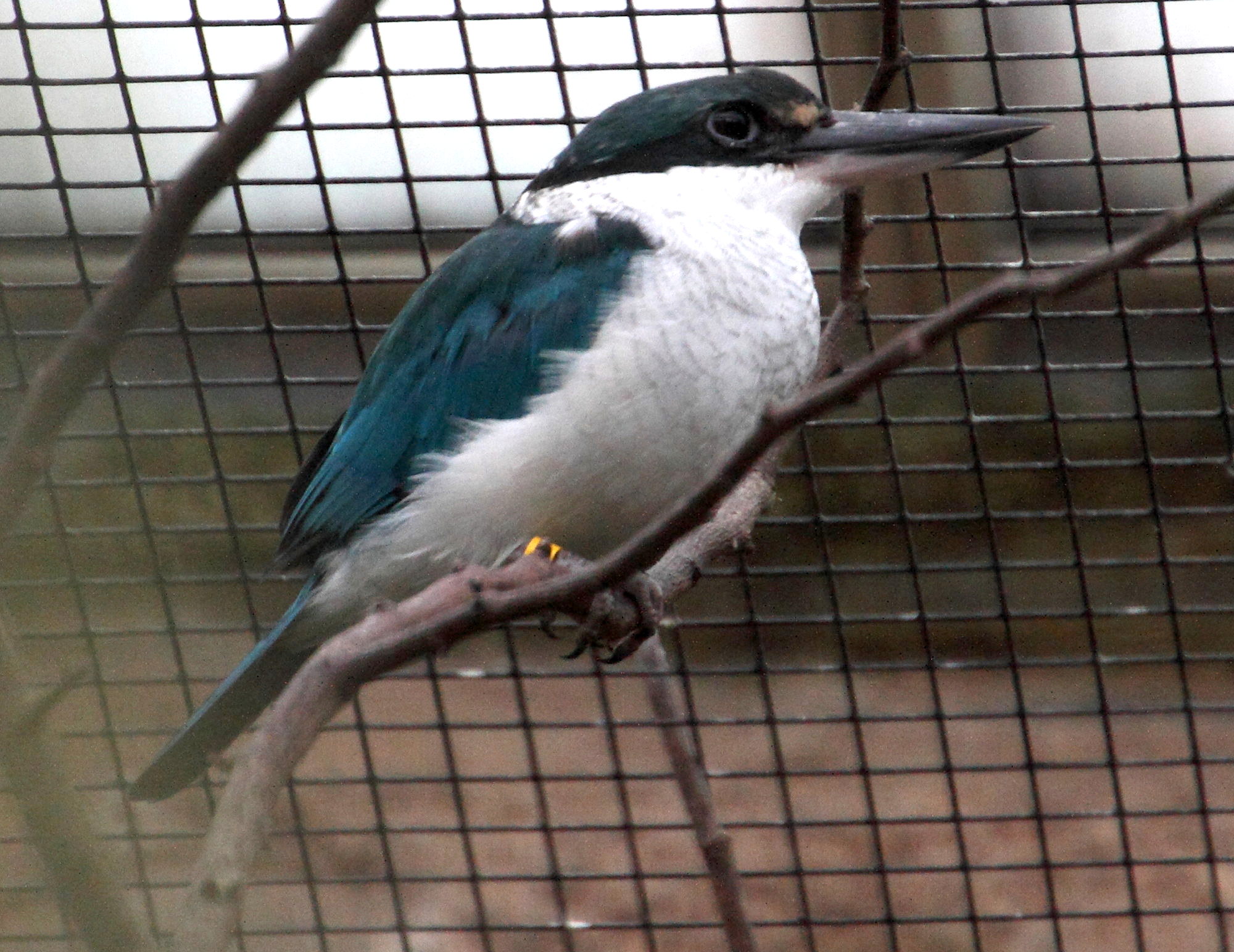 todiramphus_chloris2md