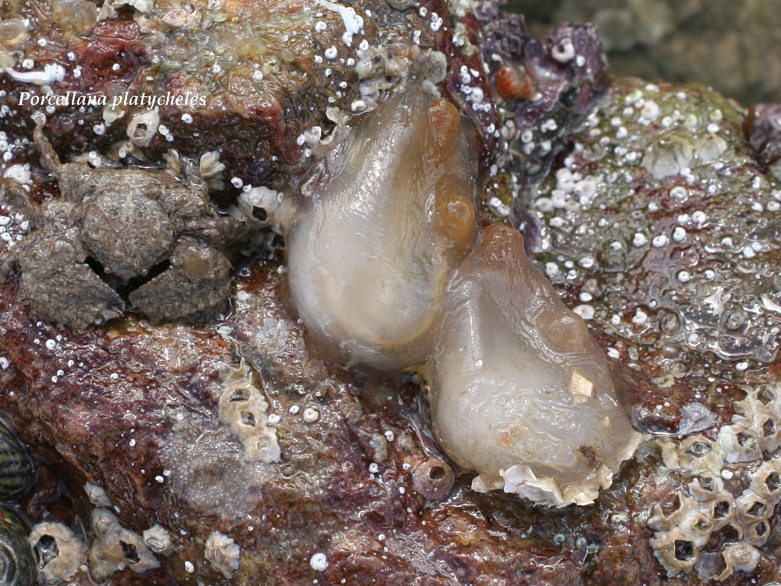 ascidia_conchilega1md