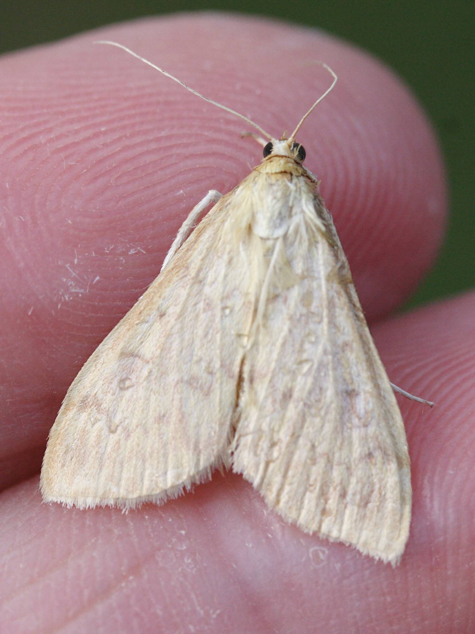 pleuroptya_ruralis1md