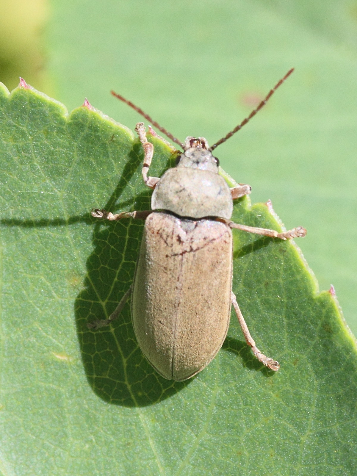 dascillus_cervinus1md