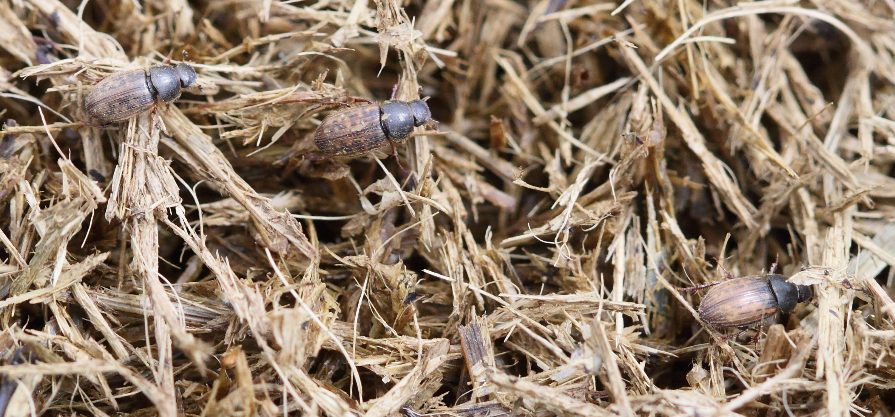 euheptaulacus_carinatus1bd