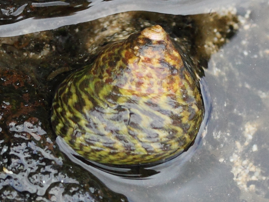 phorcus_sauciatus2md