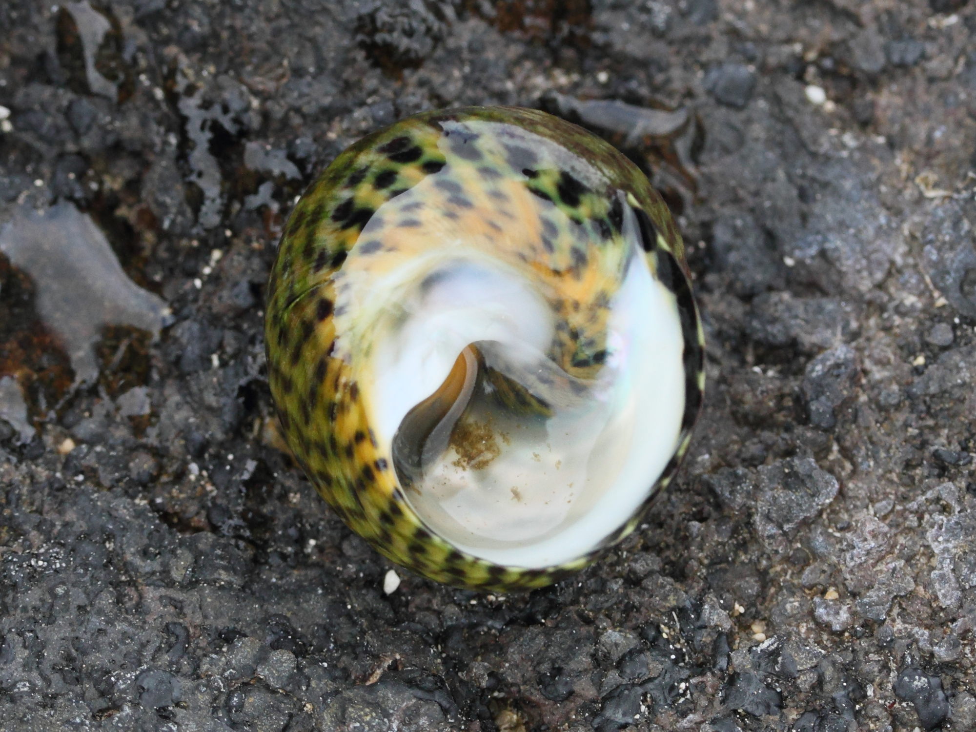 phorcus_sauciatus3md