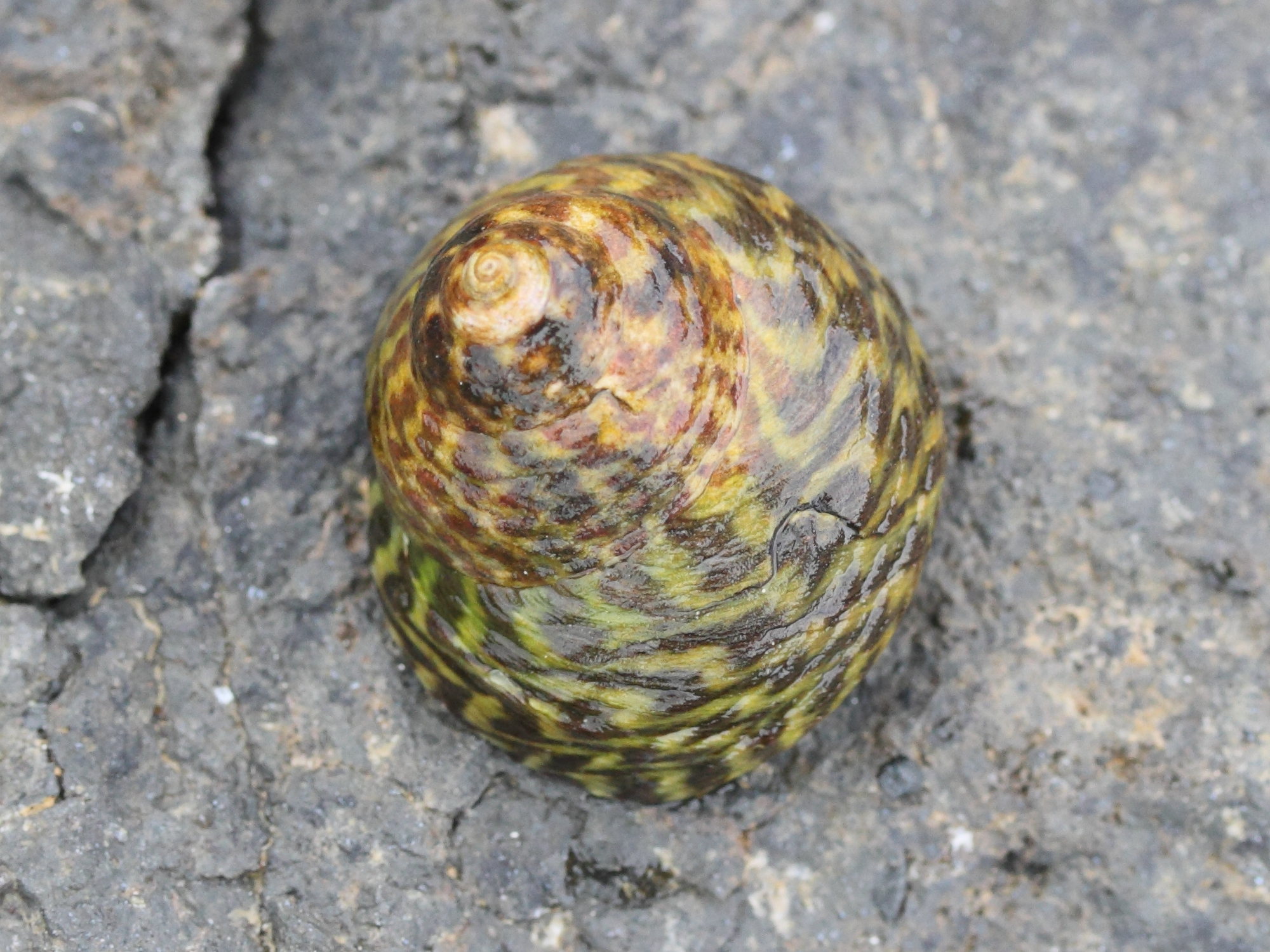 phorcus_sauciatus4md