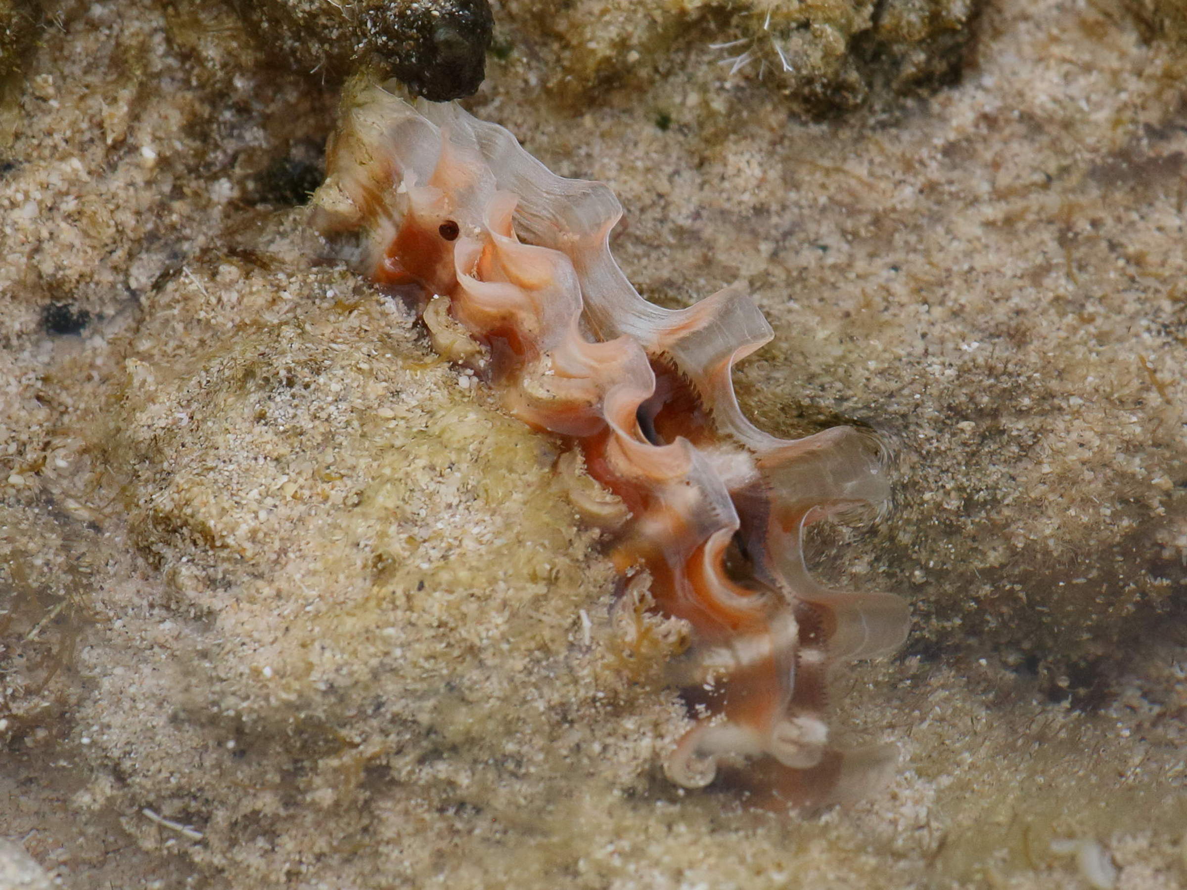 bractechlamys_corallinoides1bd