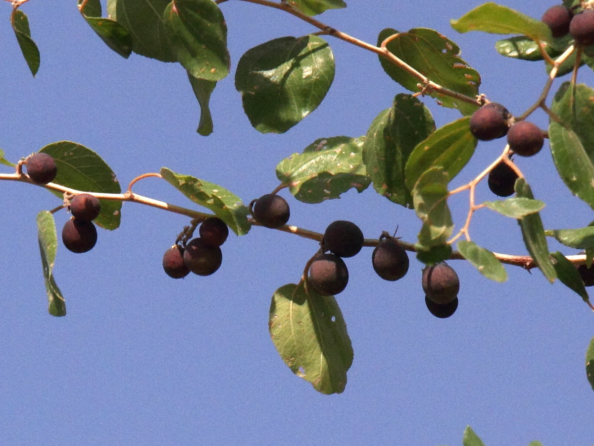 Afficher le média ziziphus_jujuba9md ziziphus_jujuba9md