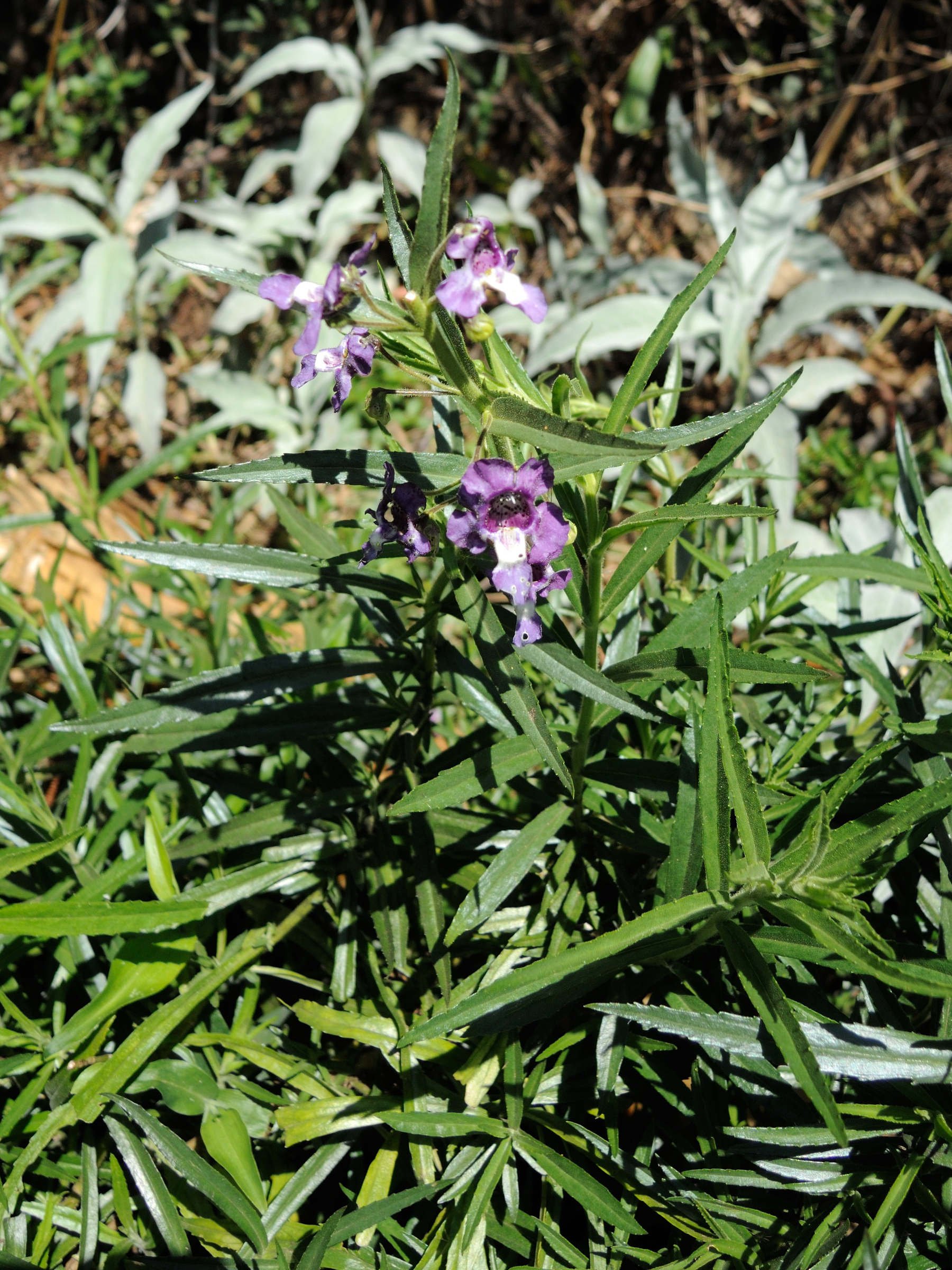 angelonia_salicariifolia1md