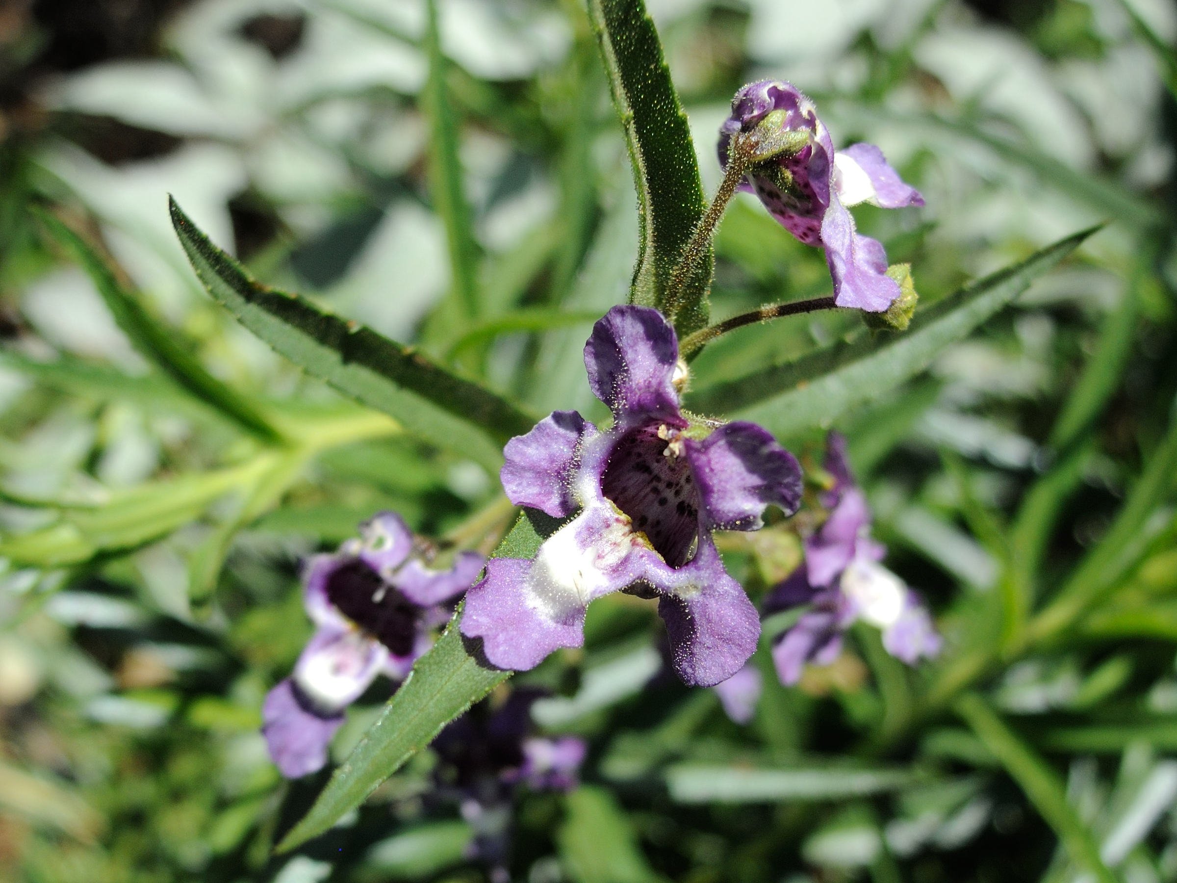 angelonia_salicariifolia2md