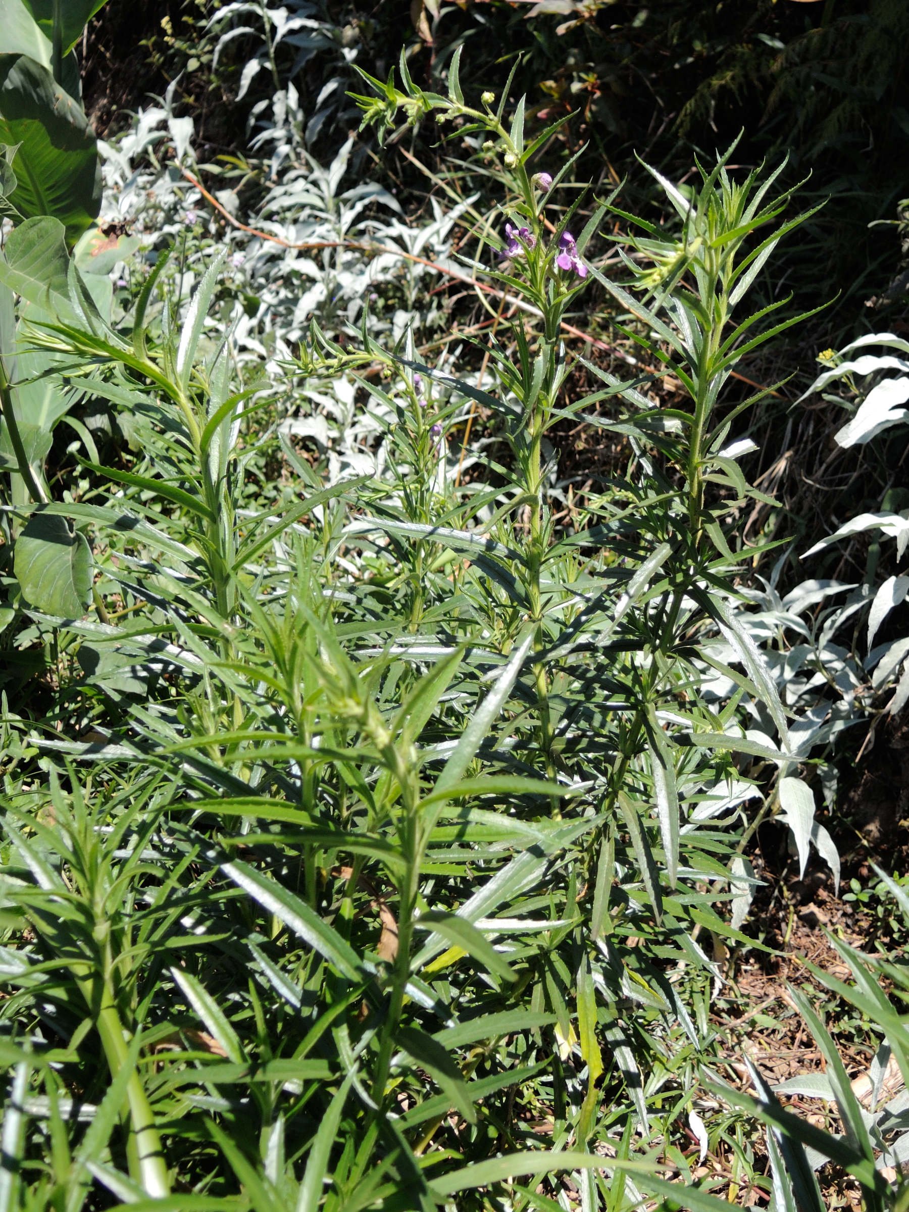 angelonia_salicariifolia3md