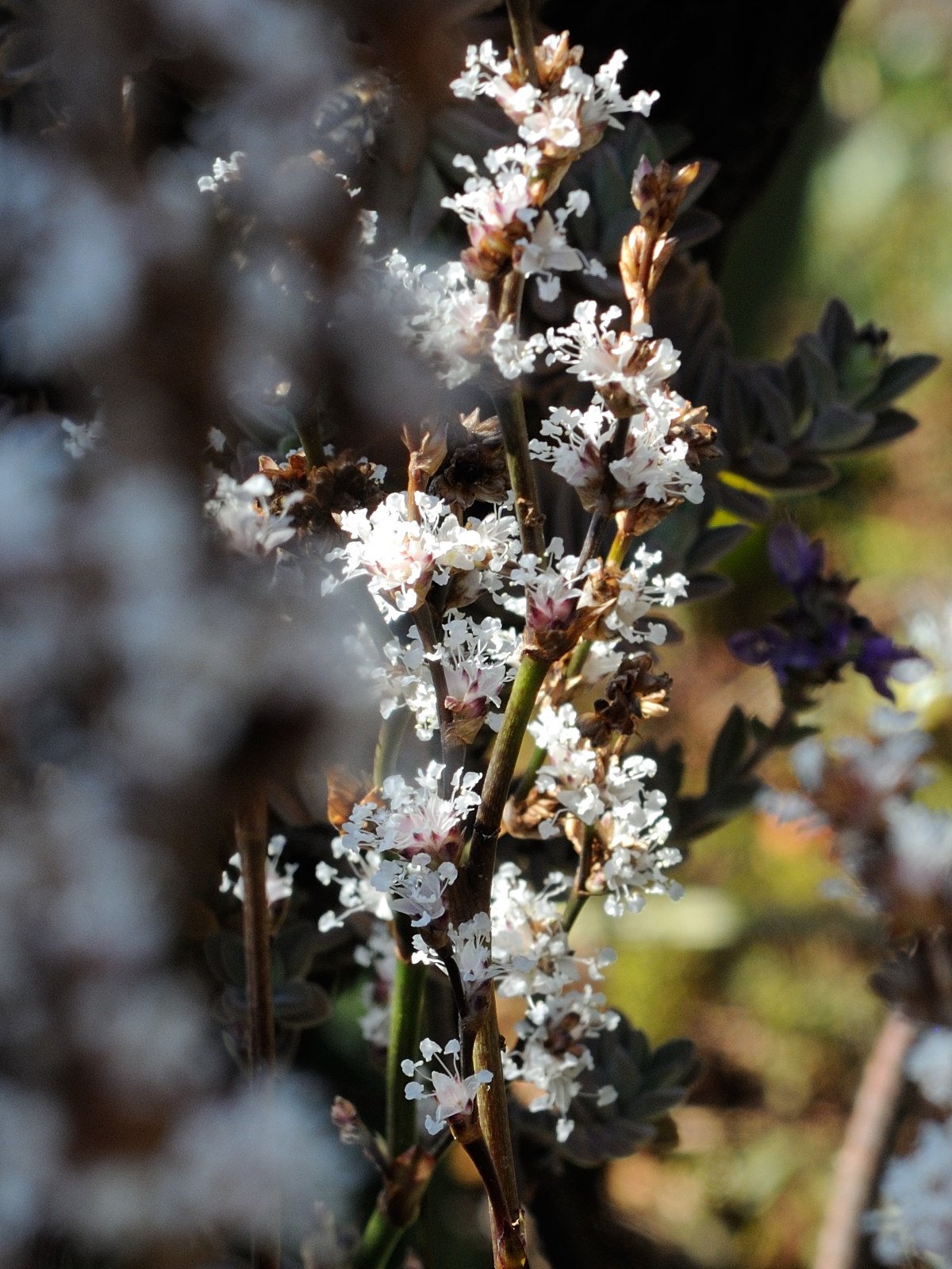 Afficher le média polygonum_polystachyum3md polygonum_polystachyum3md