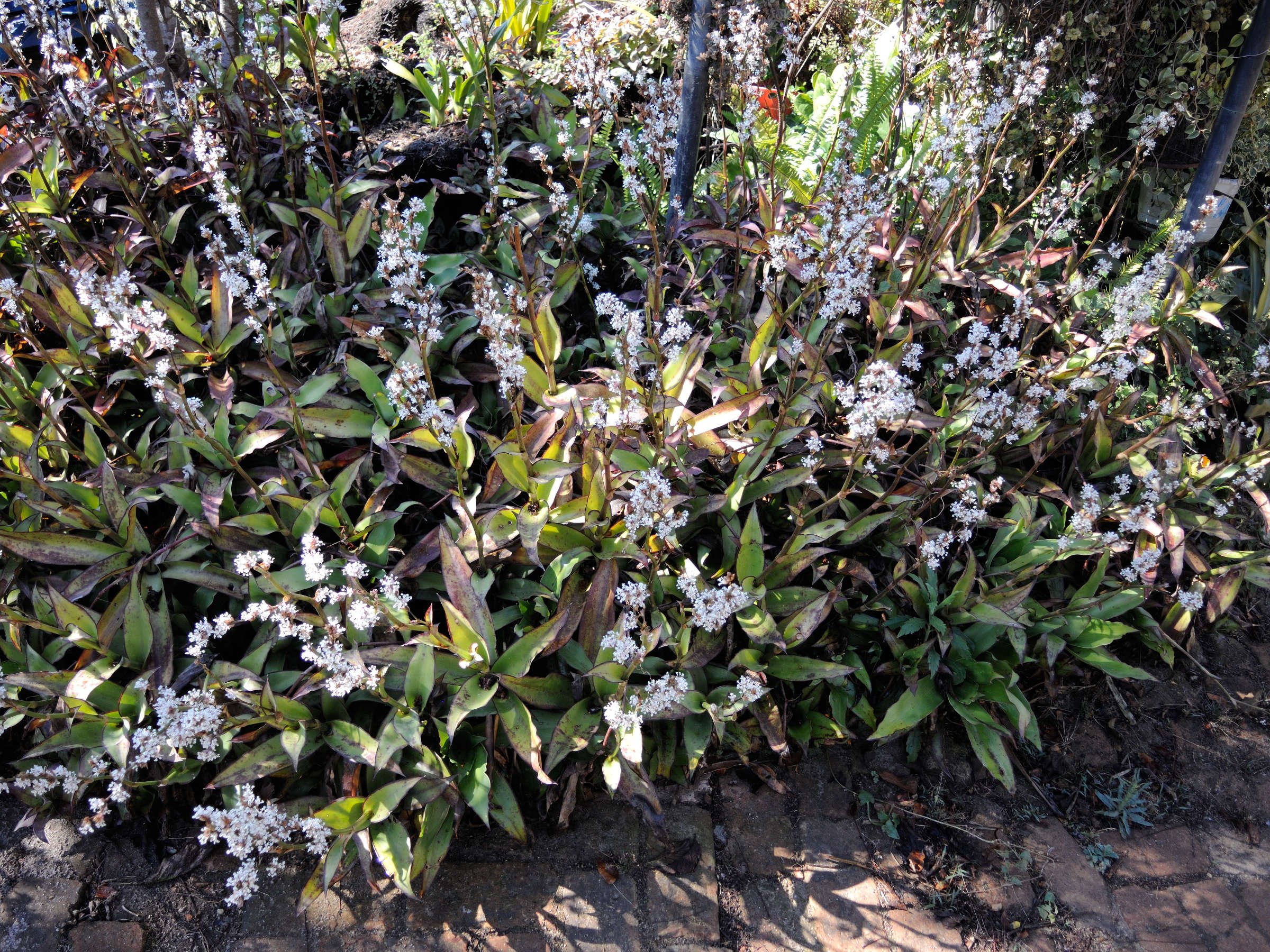 Afficher le média polygonum_polystachyum4md polygonum_polystachyum4md