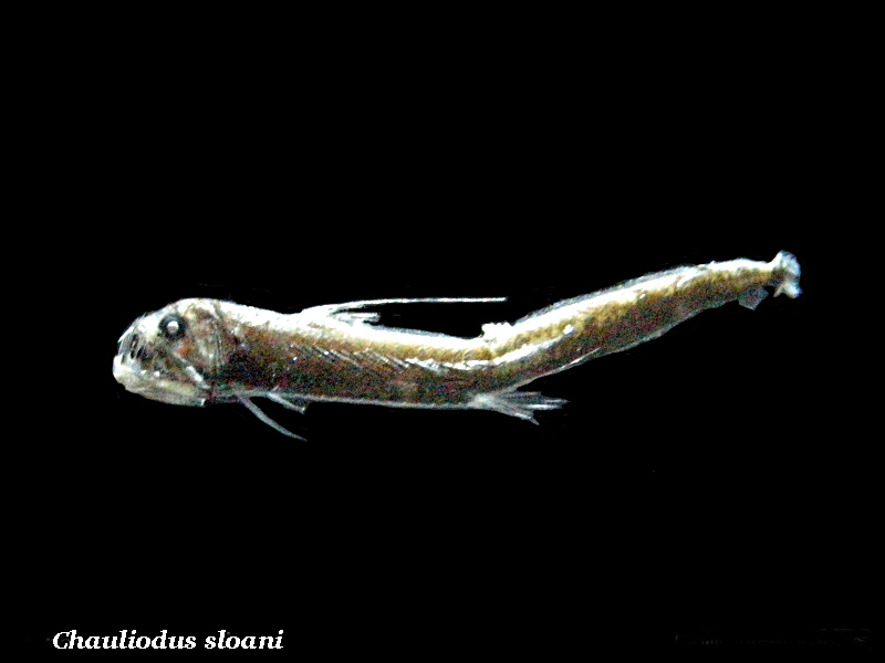 chauliodus_sloani1md