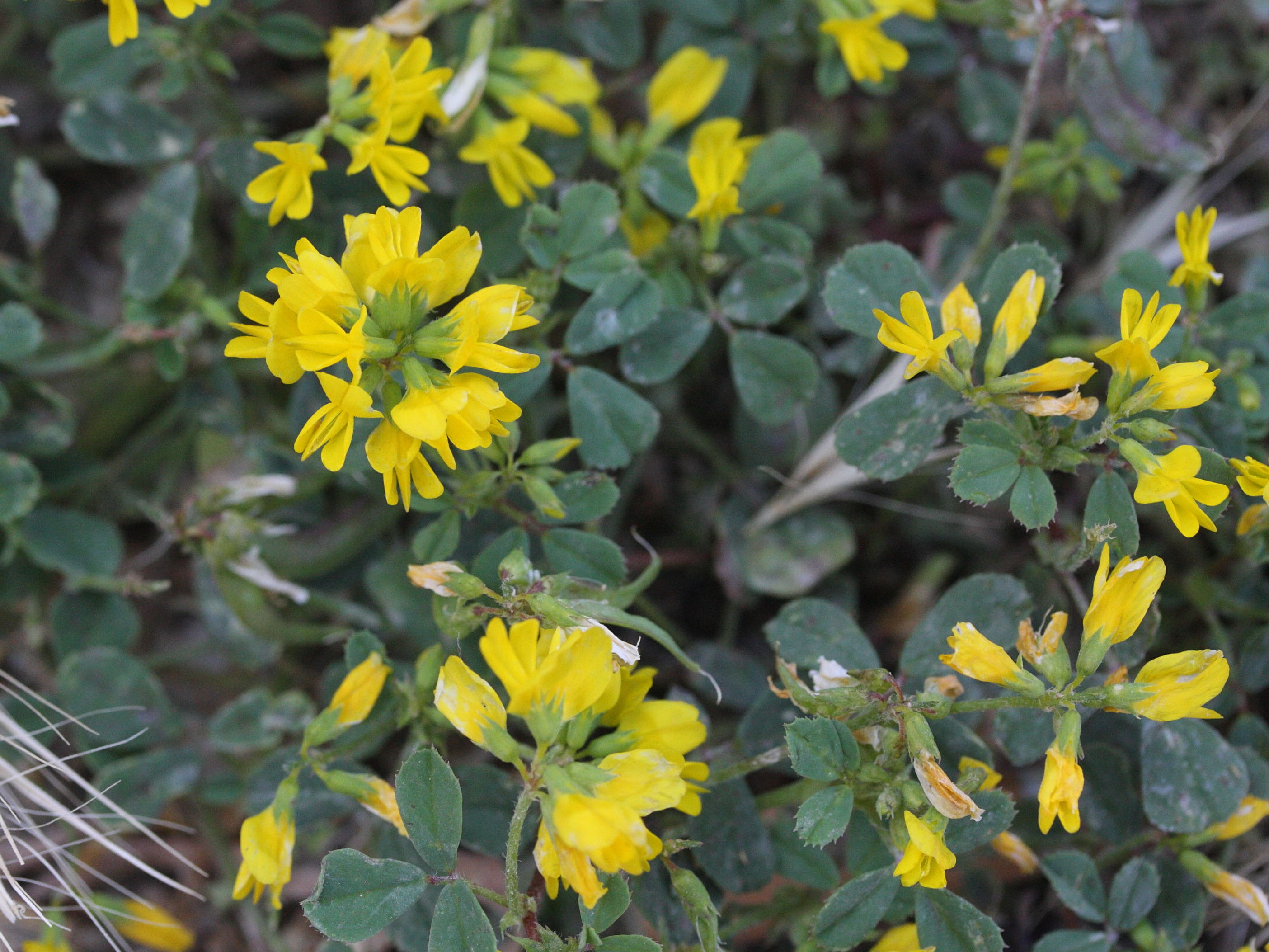 Afficher le média trigonella_balansae1md trigonella_balansae1md