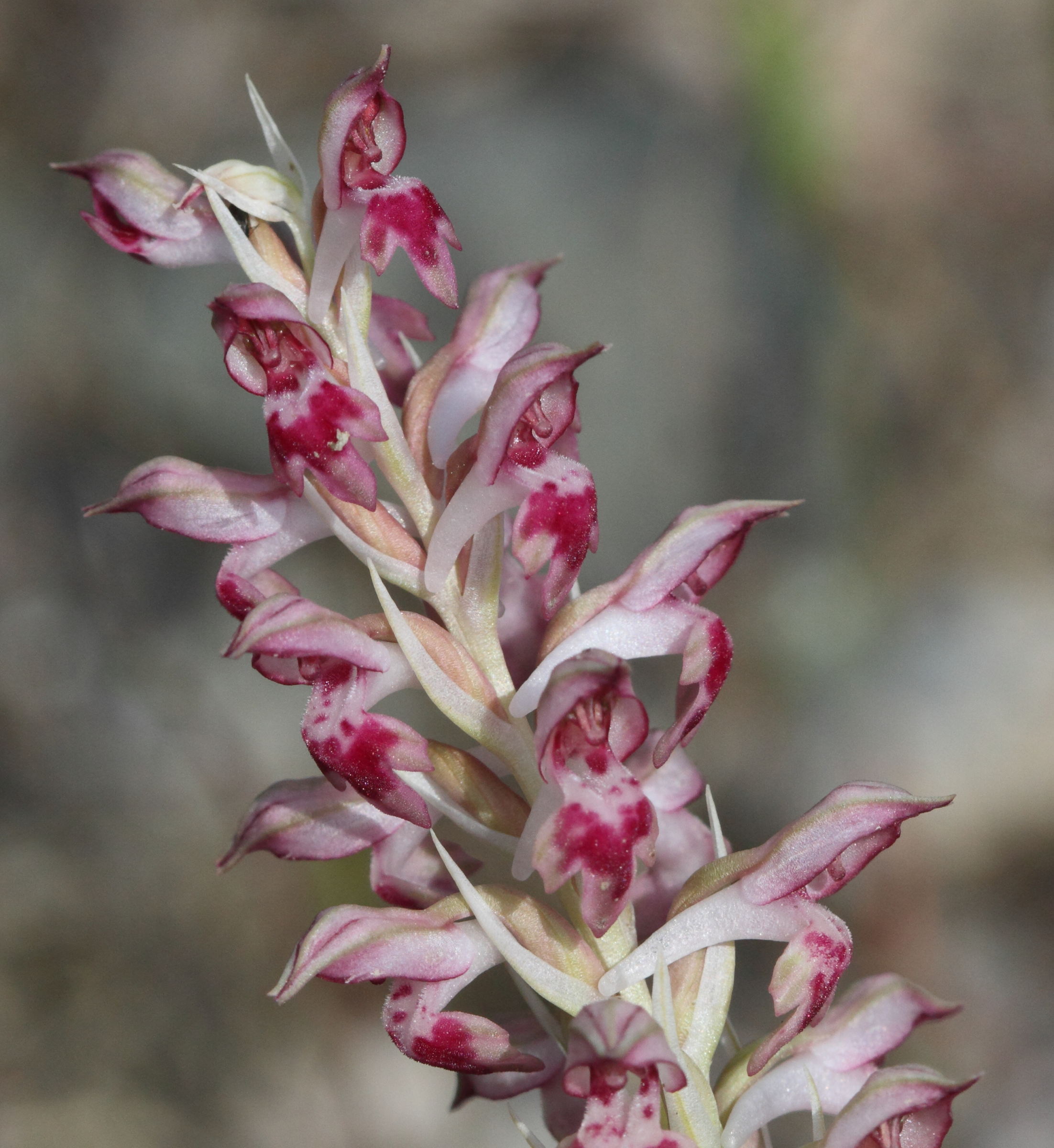 anacamptis_fragrans1bd