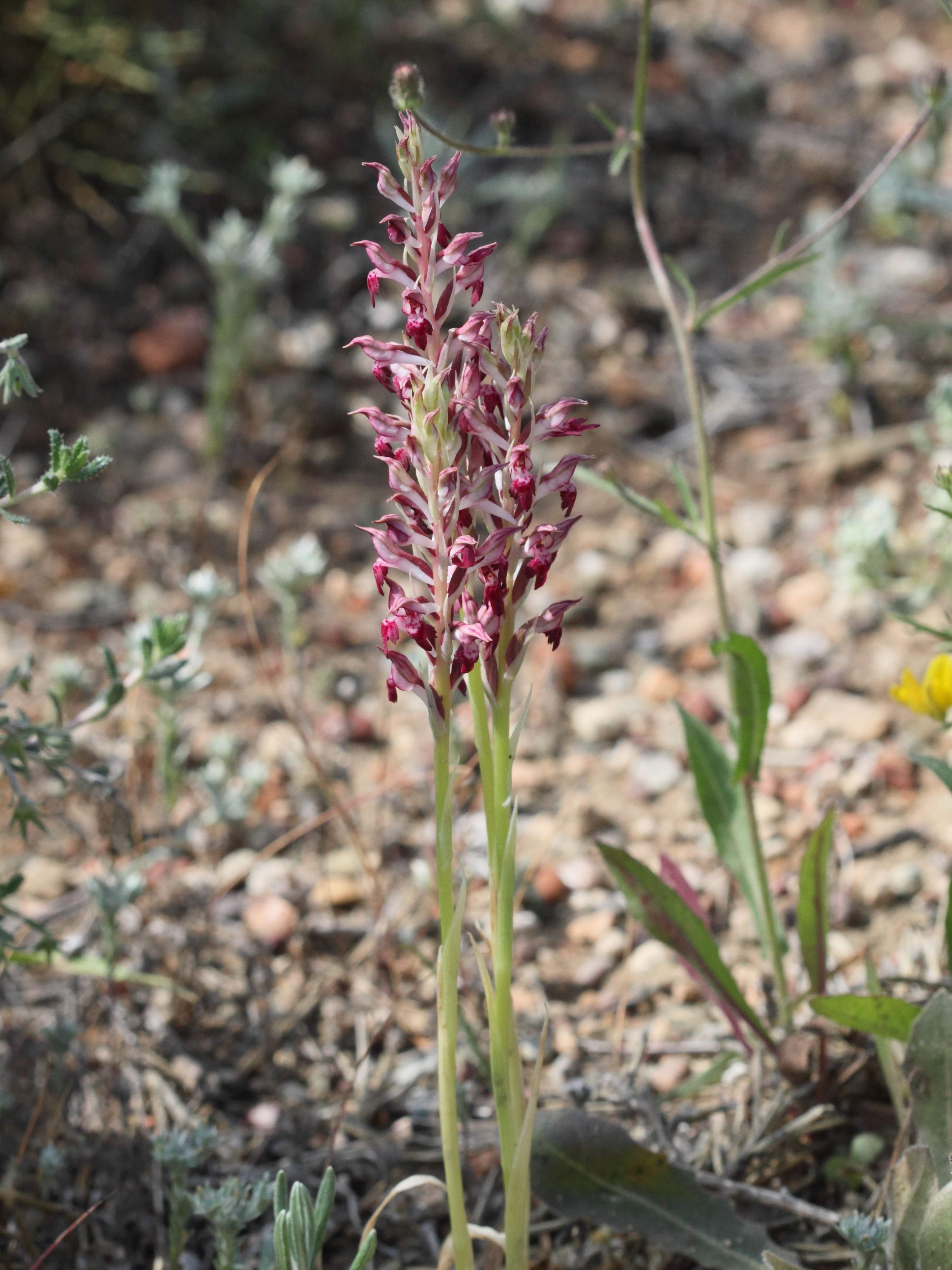anacamptis_fragrans2bd