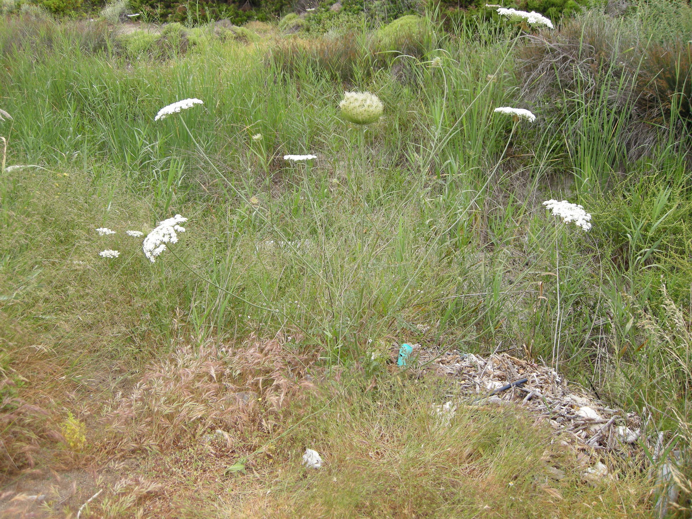 daucus_carota_maximus1md