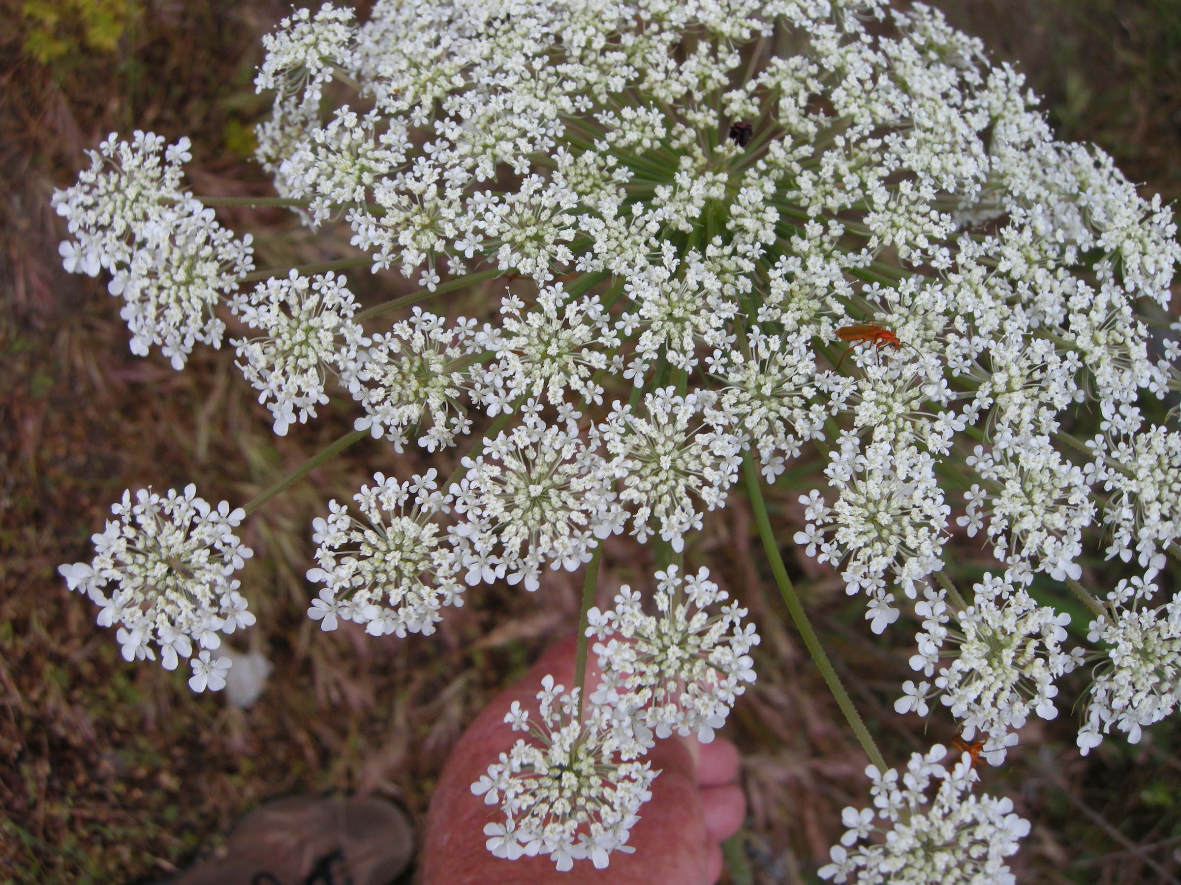 daucus_carota_maximus2md