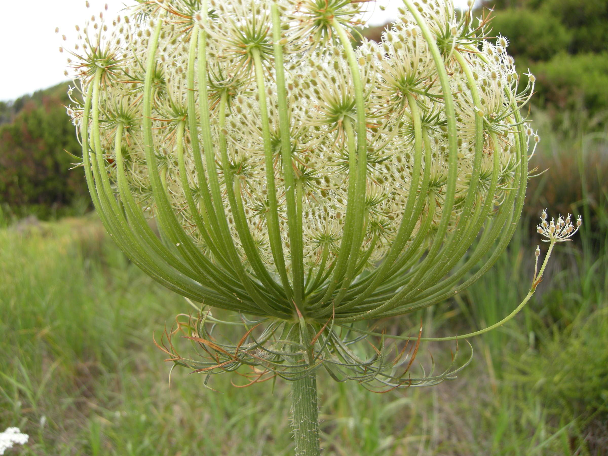 daucus_carota_maximus3md