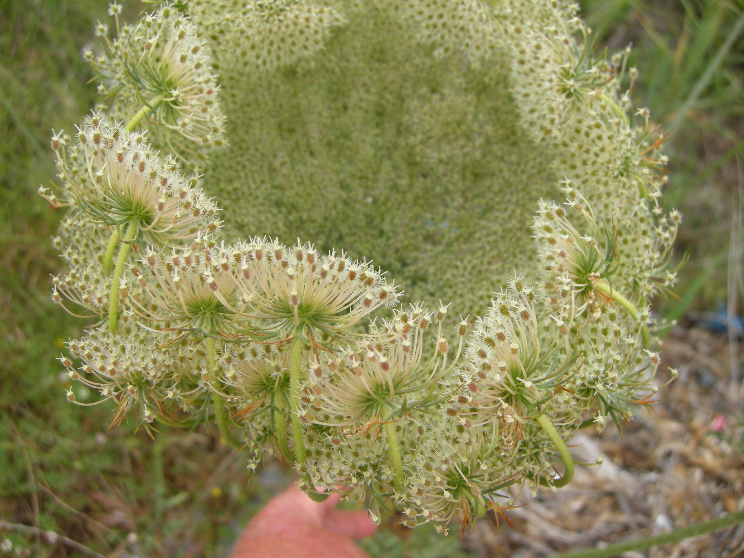 daucus_carota_maximus4md