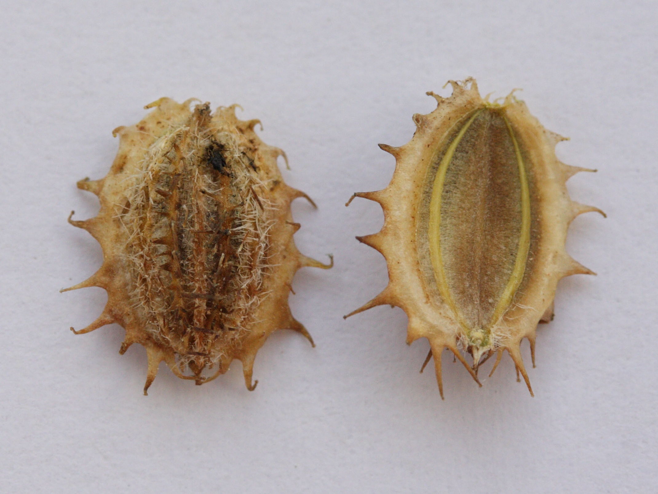 daucus_carota_maximus5md