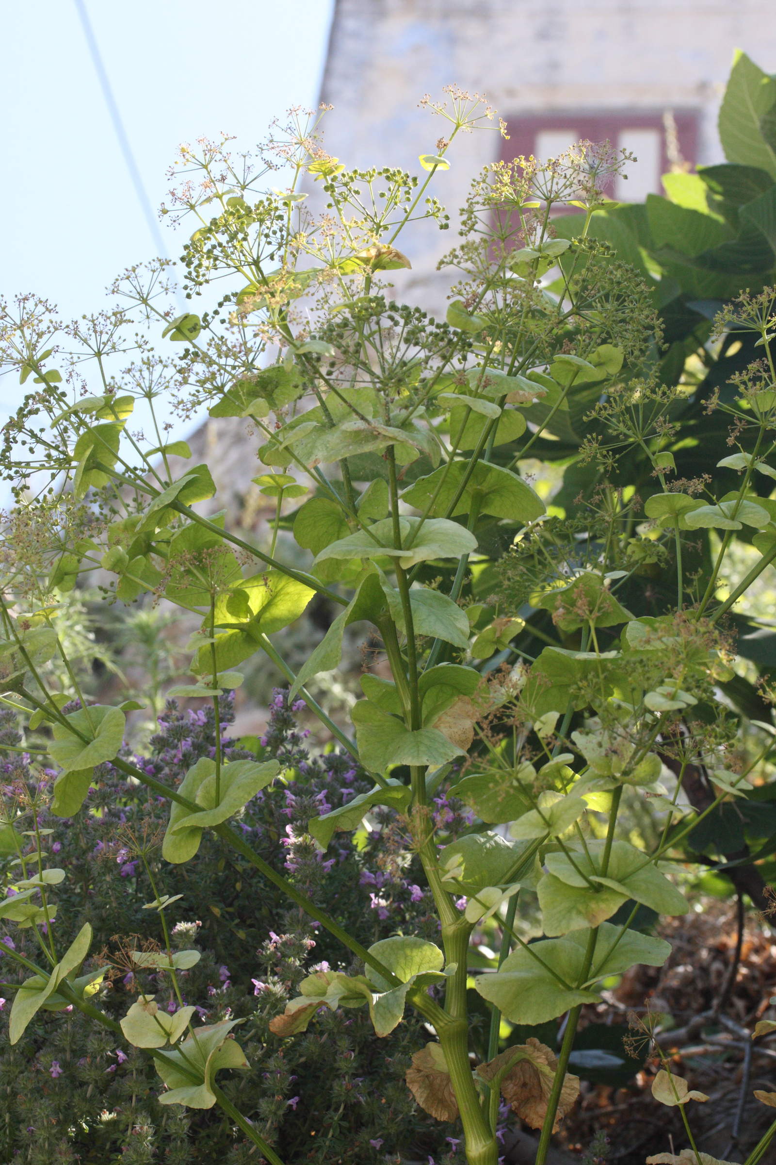 Afficher le média smyrnium_perfoliatum_rotundifolium4md smyrnium_perfoliatum_rotundifolium4md