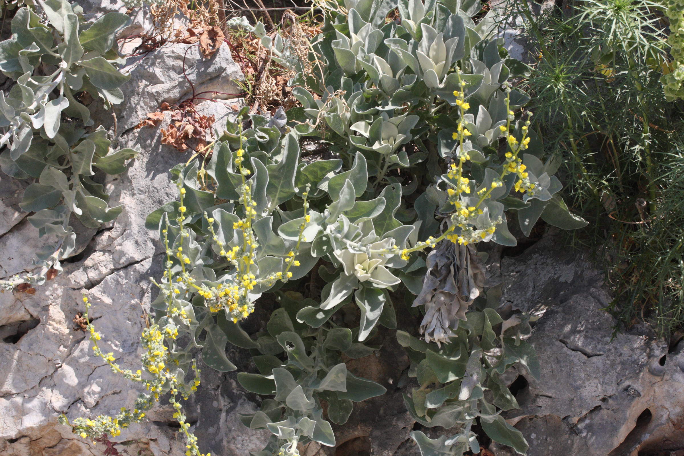verbascum_propontideum1md