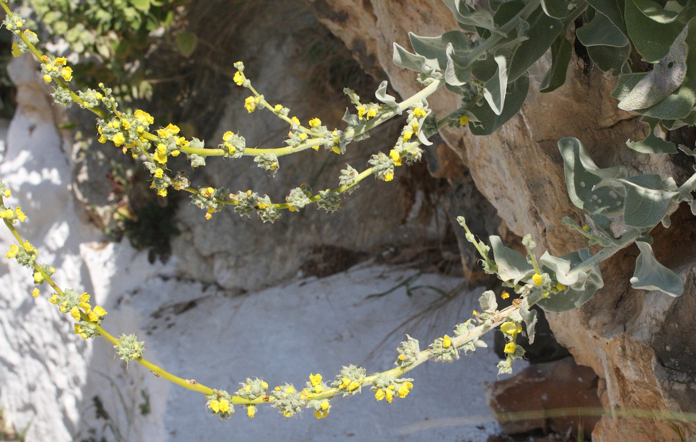 verbascum_propontideum2md