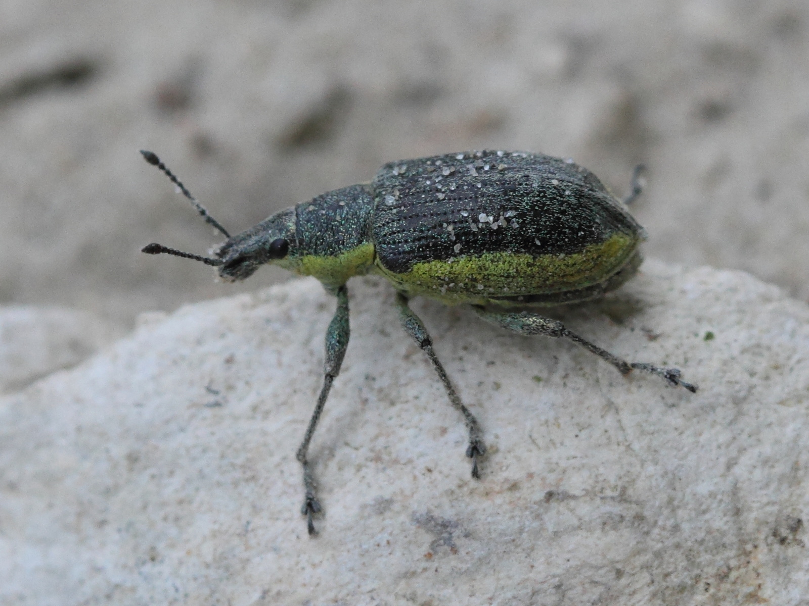 chlorophanus_viridis1md