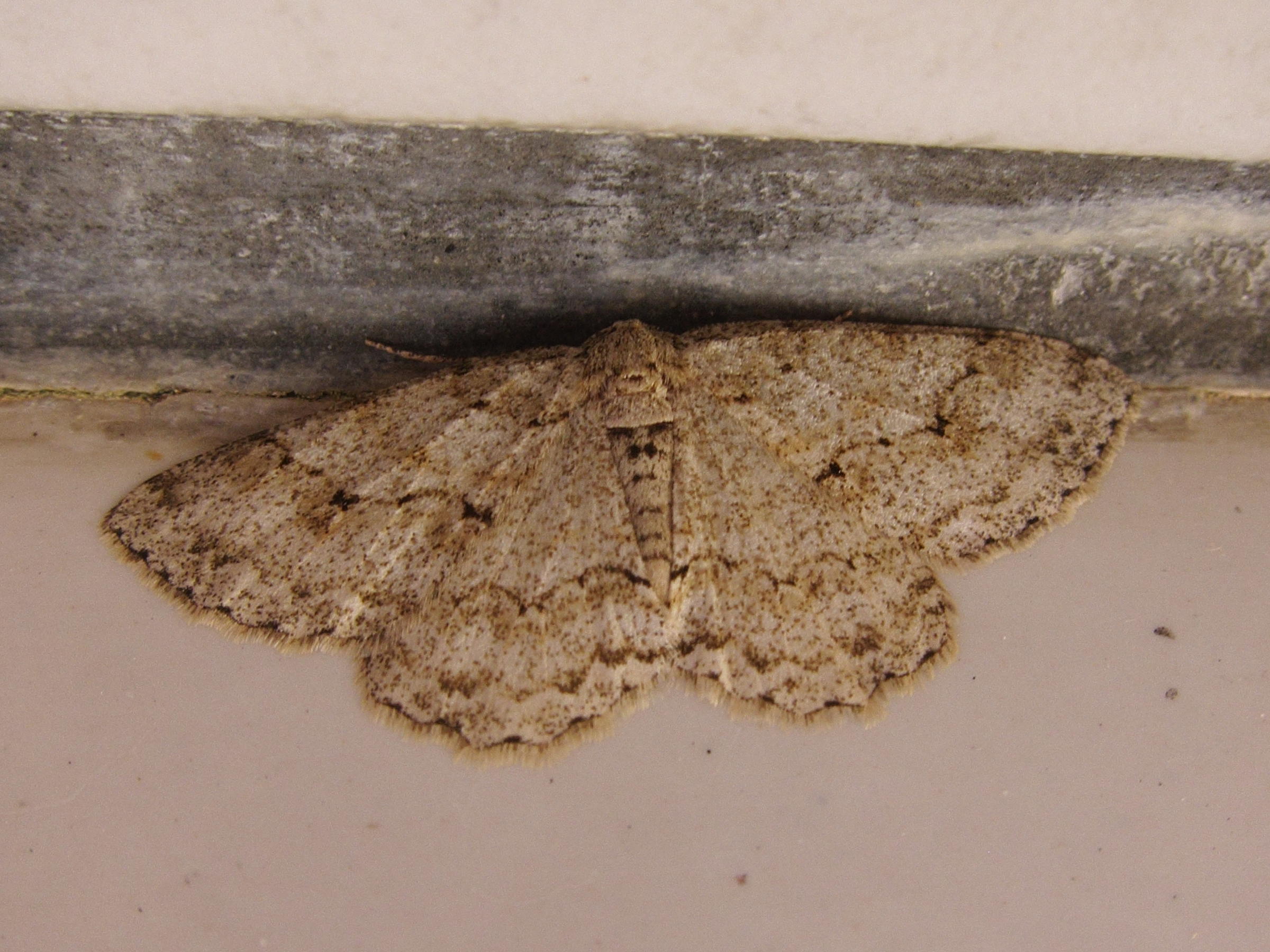 Afficher le média peribatodes_rhomboidaria4bd peribatodes_rhomboidaria4bd