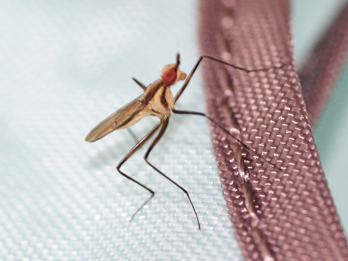 telostylinus_lineolatus2md