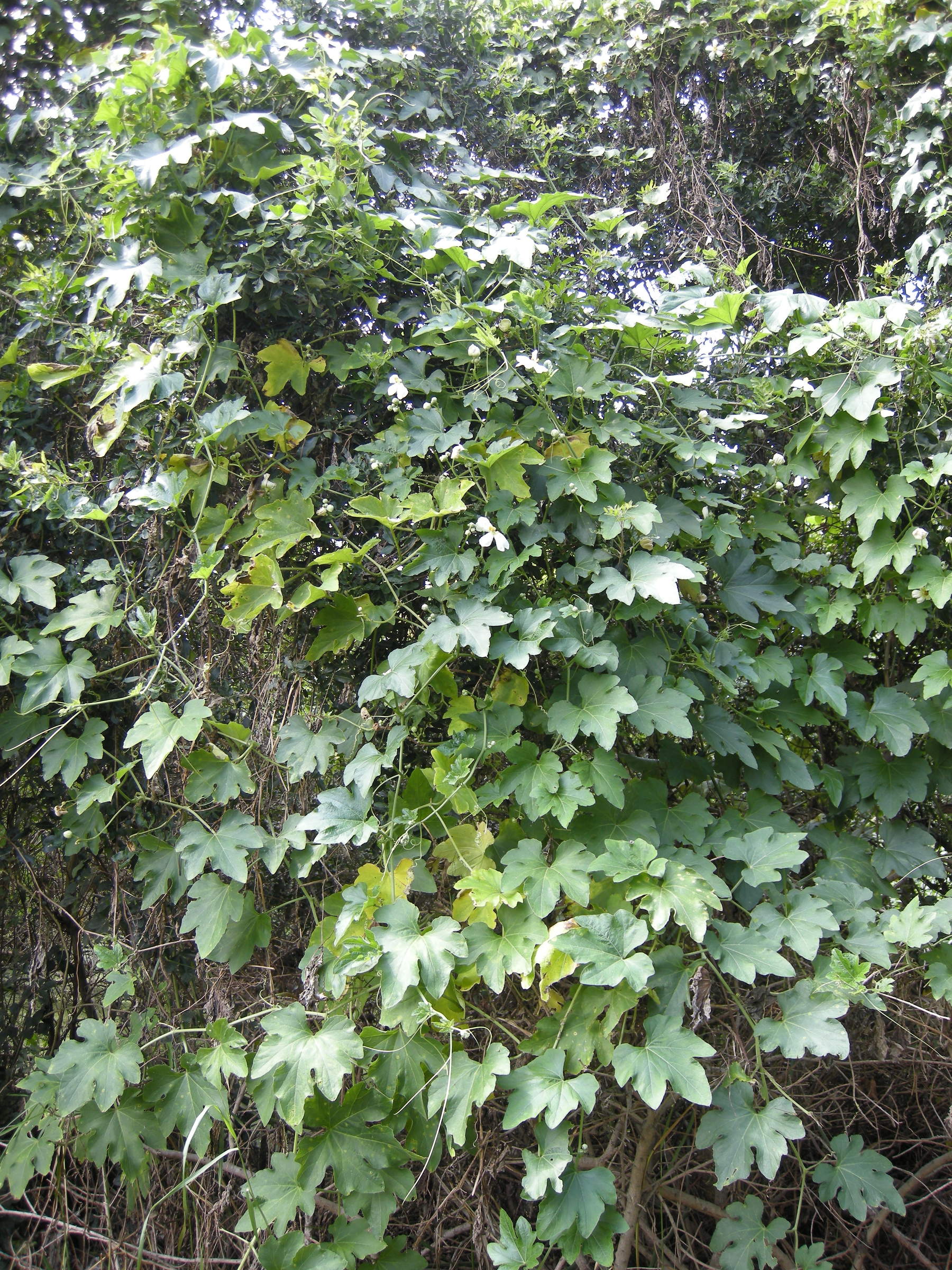 lagenaria_sphaerica4md