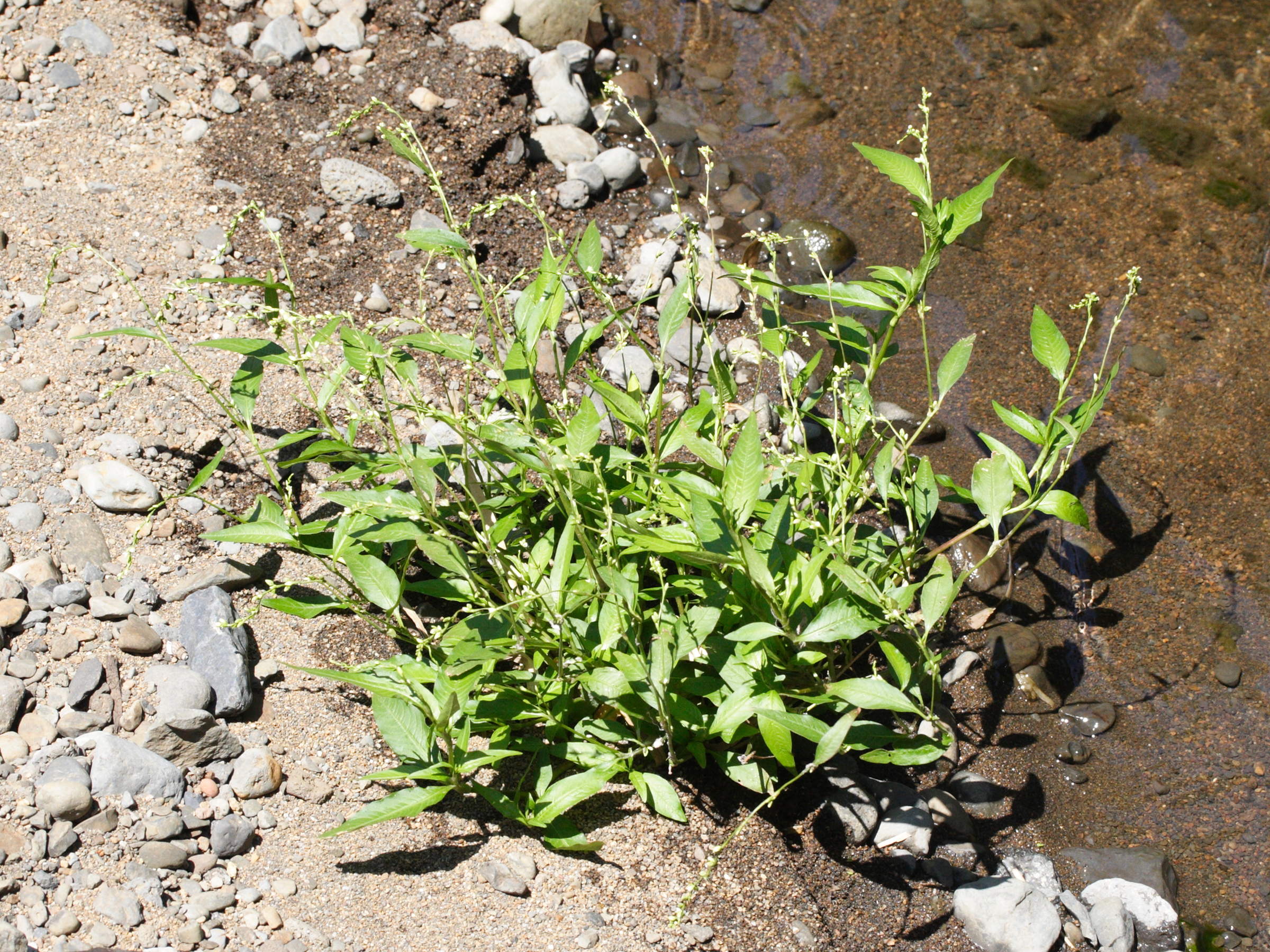 Afficher le média persicaria_decipiens1md persicaria_decipiens1md
