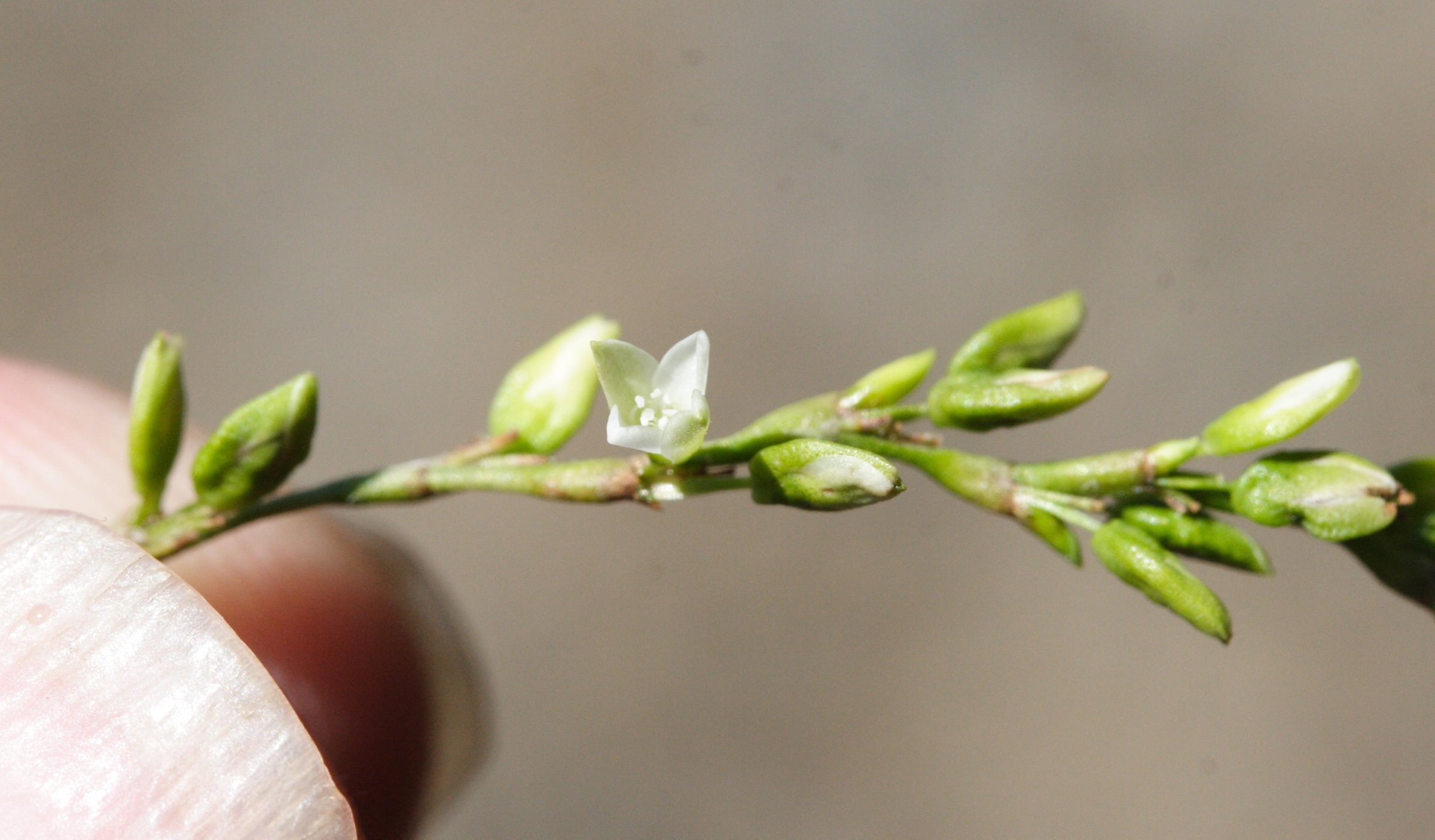 Afficher le média persicaria_decipiens2md persicaria_decipiens2md
