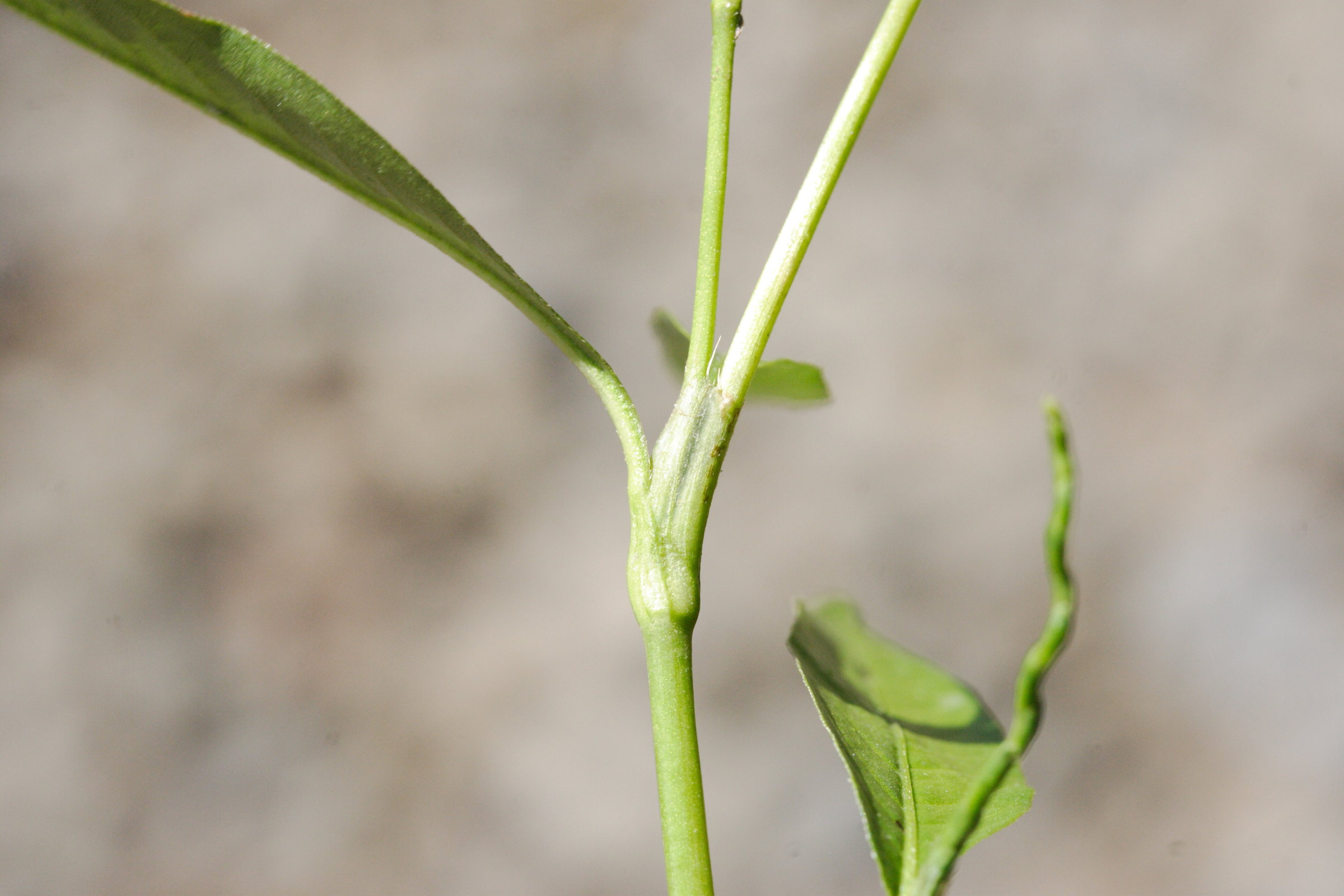 Afficher le média persicaria_decipiens3md persicaria_decipiens3md