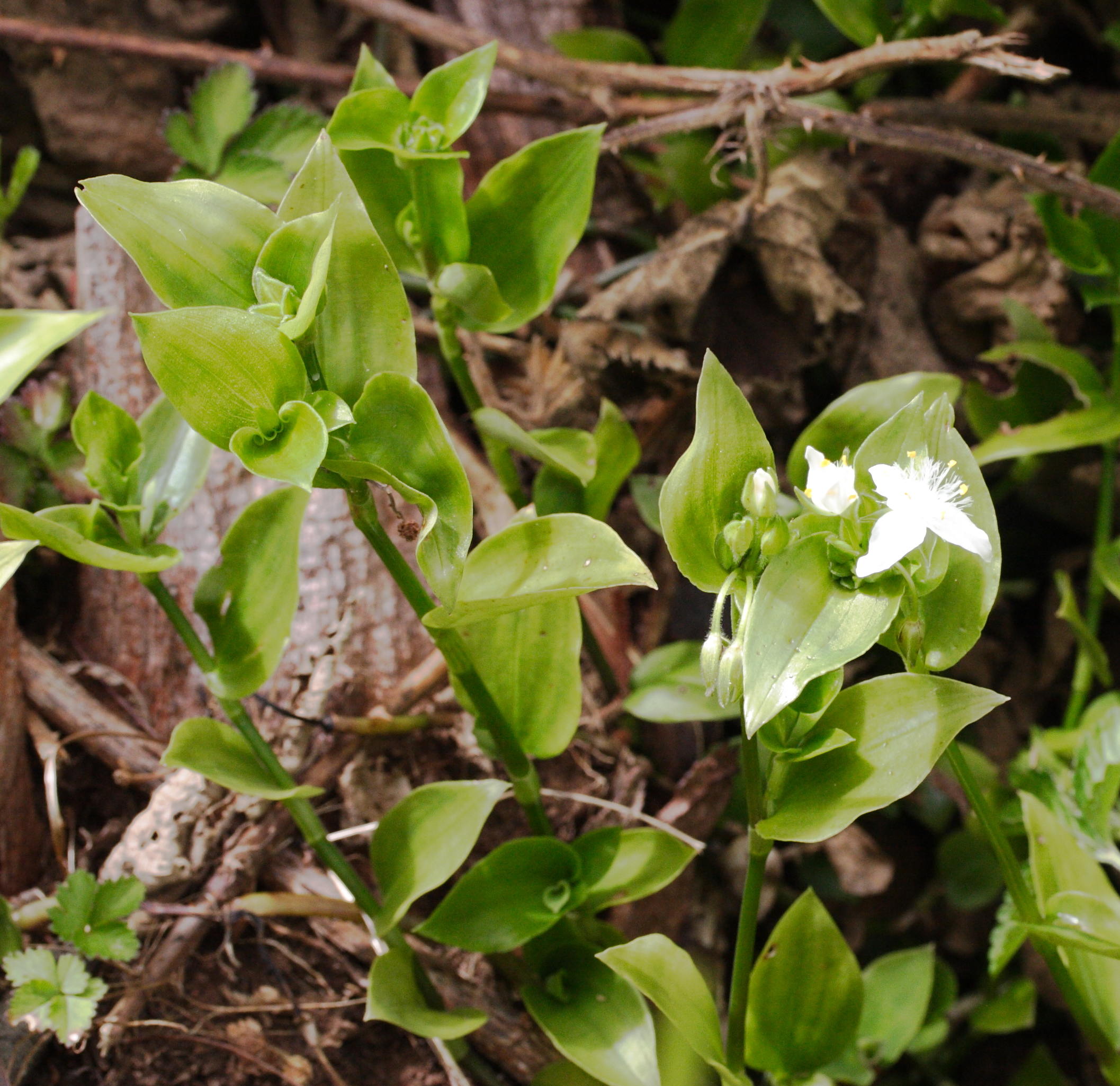 tradescantia_fluminensis3md