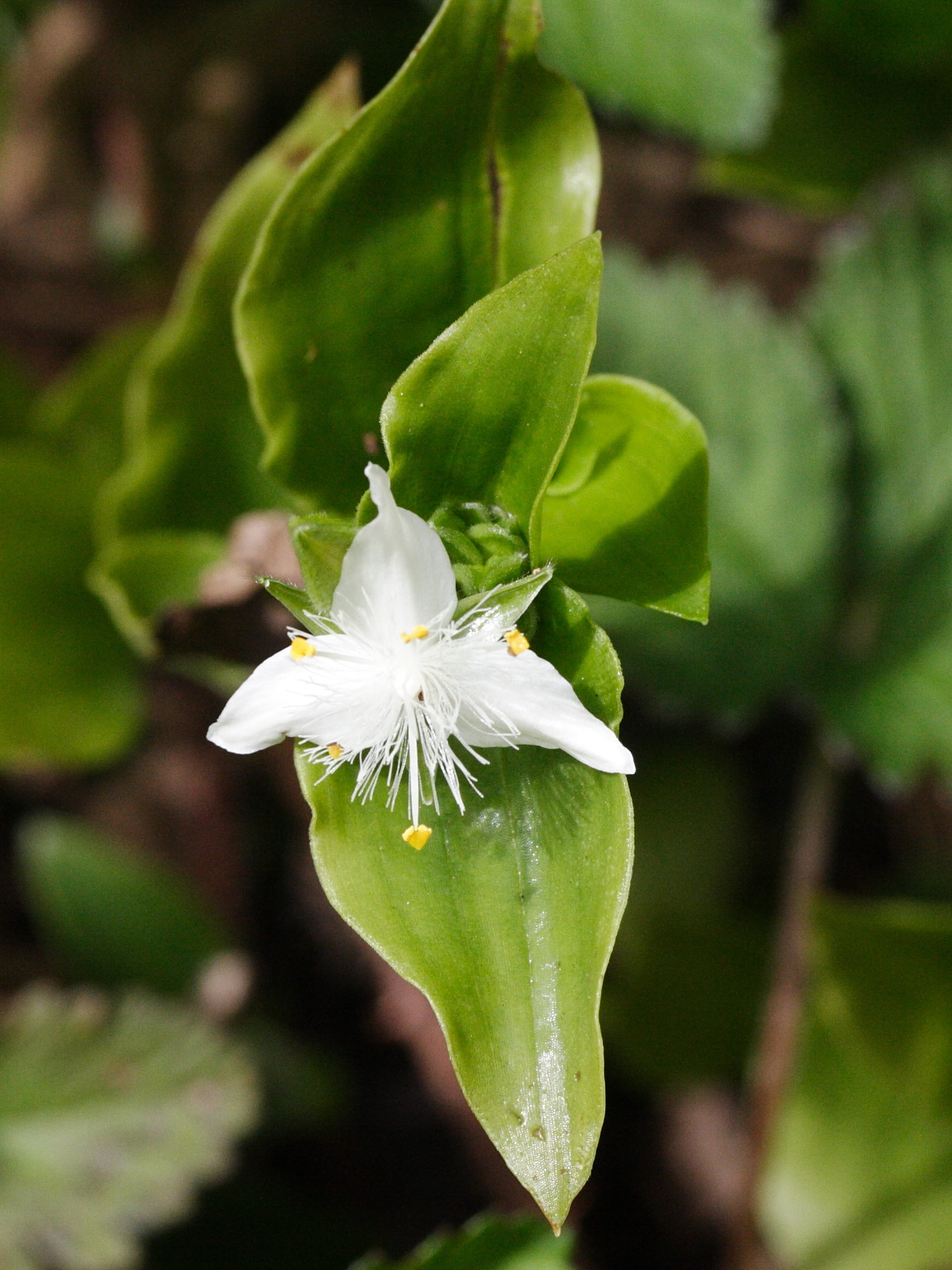 tradescantia_fluminensis4md