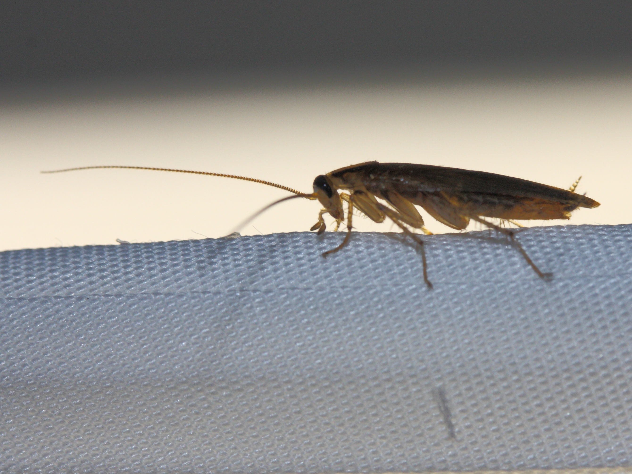 blattella_germanica2md