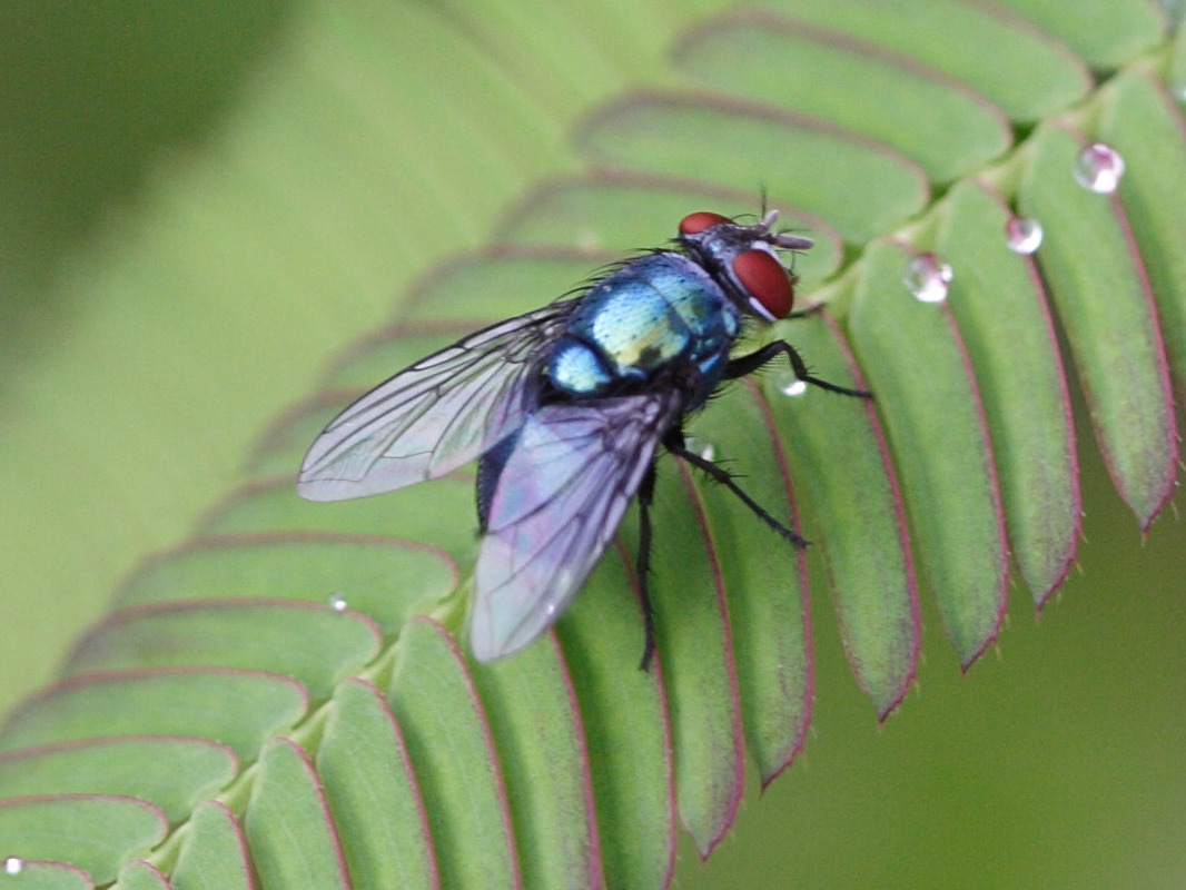 lucilia_nigrocoerulea1bd