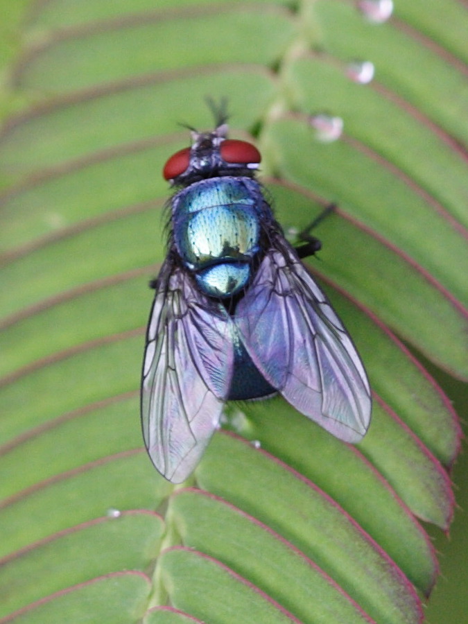 lucilia_nigrocoerulea2bd
